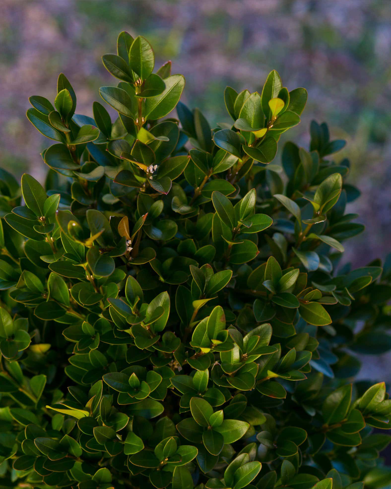 Green Velvet Boxwood - Image 7