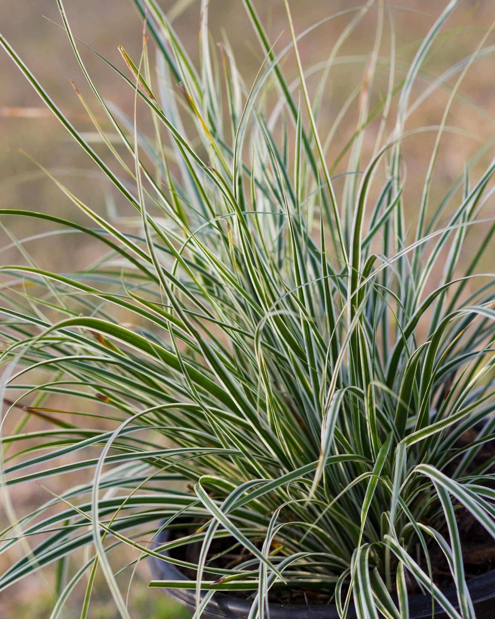 Feather Falls Carex Sedge - view 5