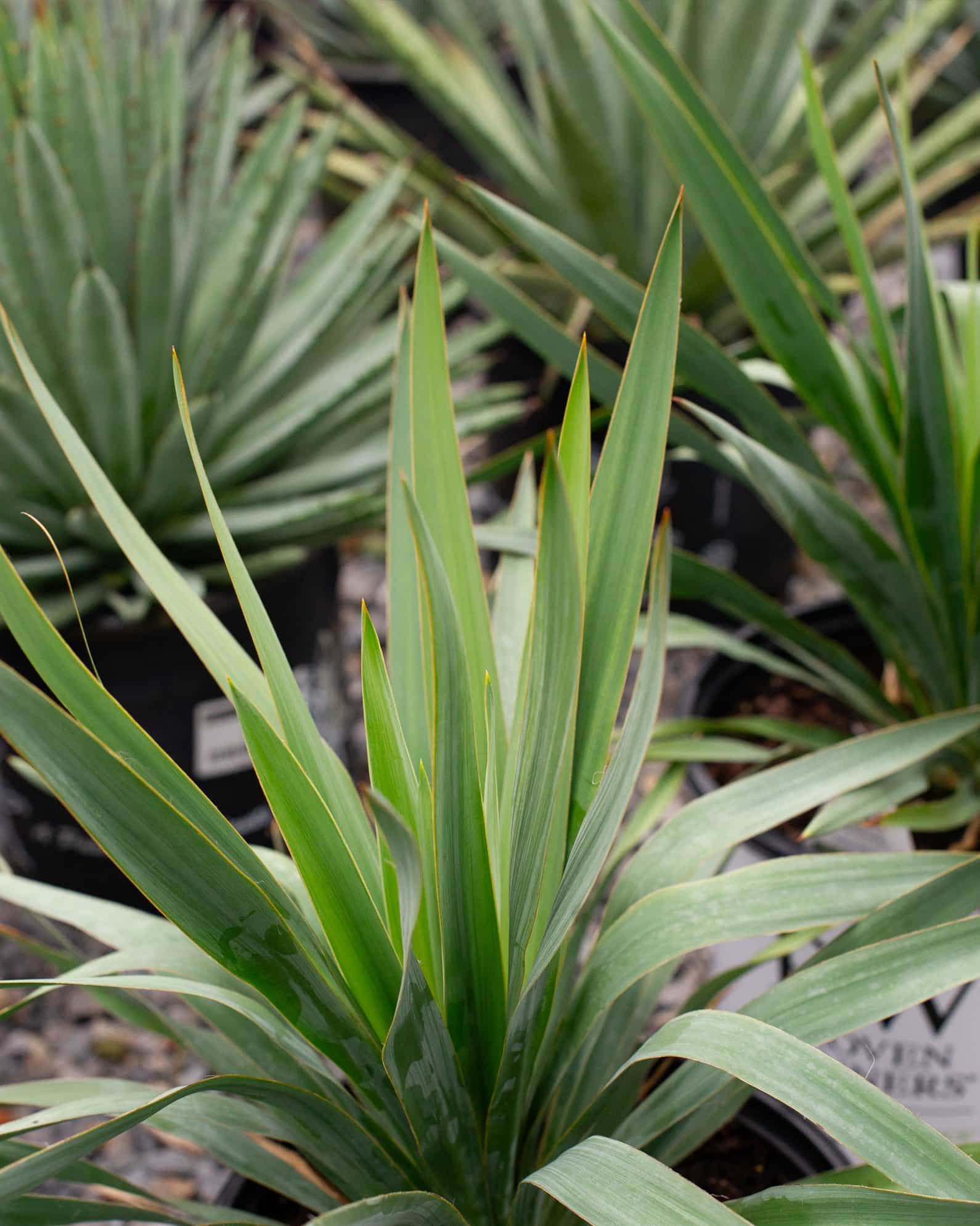 Dragon Slayer Yucca - view 2