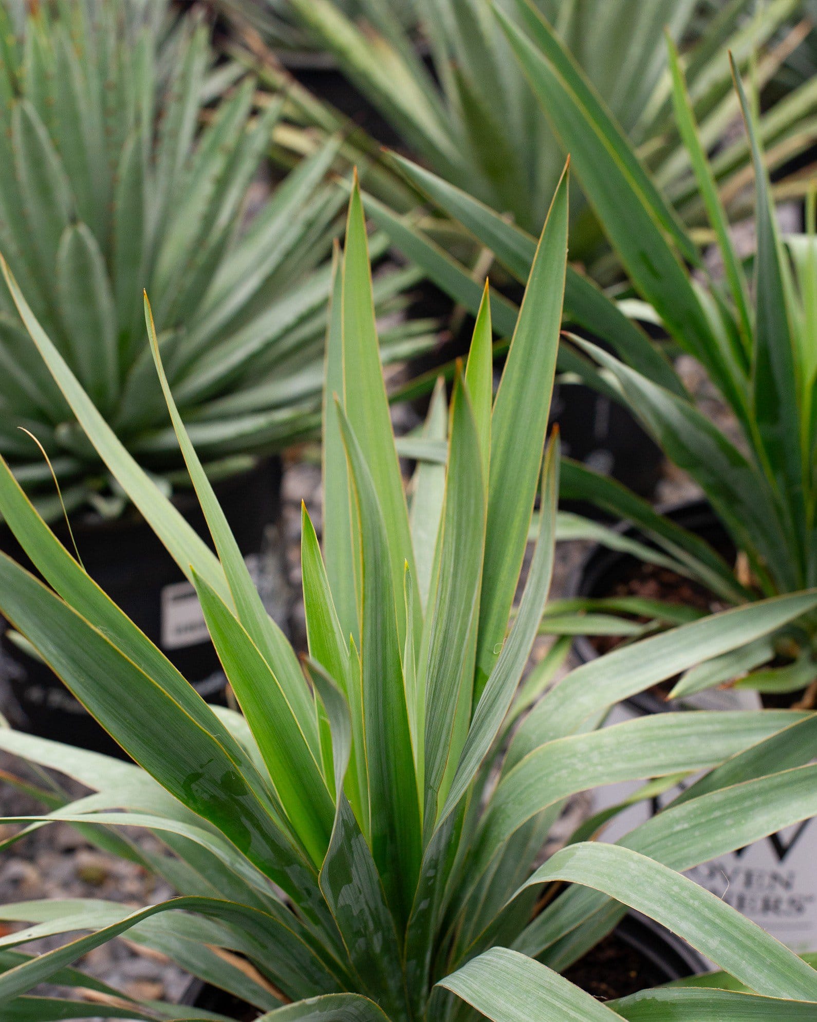 Dragon Slayer Yucca - view 2