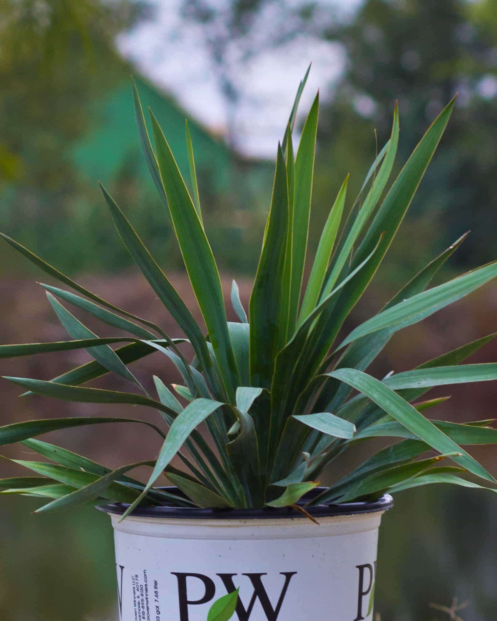 Dragon Slayer Yucca - view 3