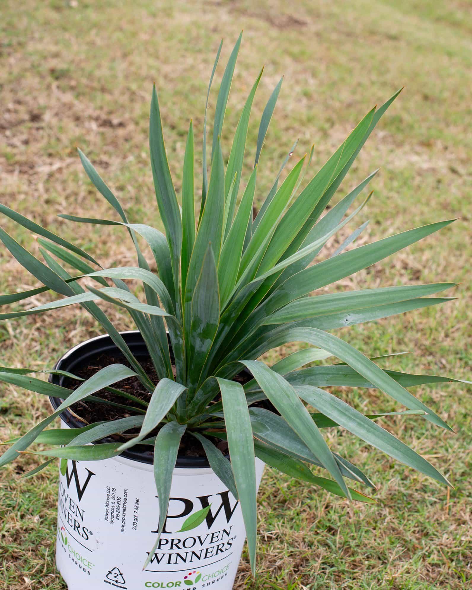 Dragon Slayer Yucca - view 5