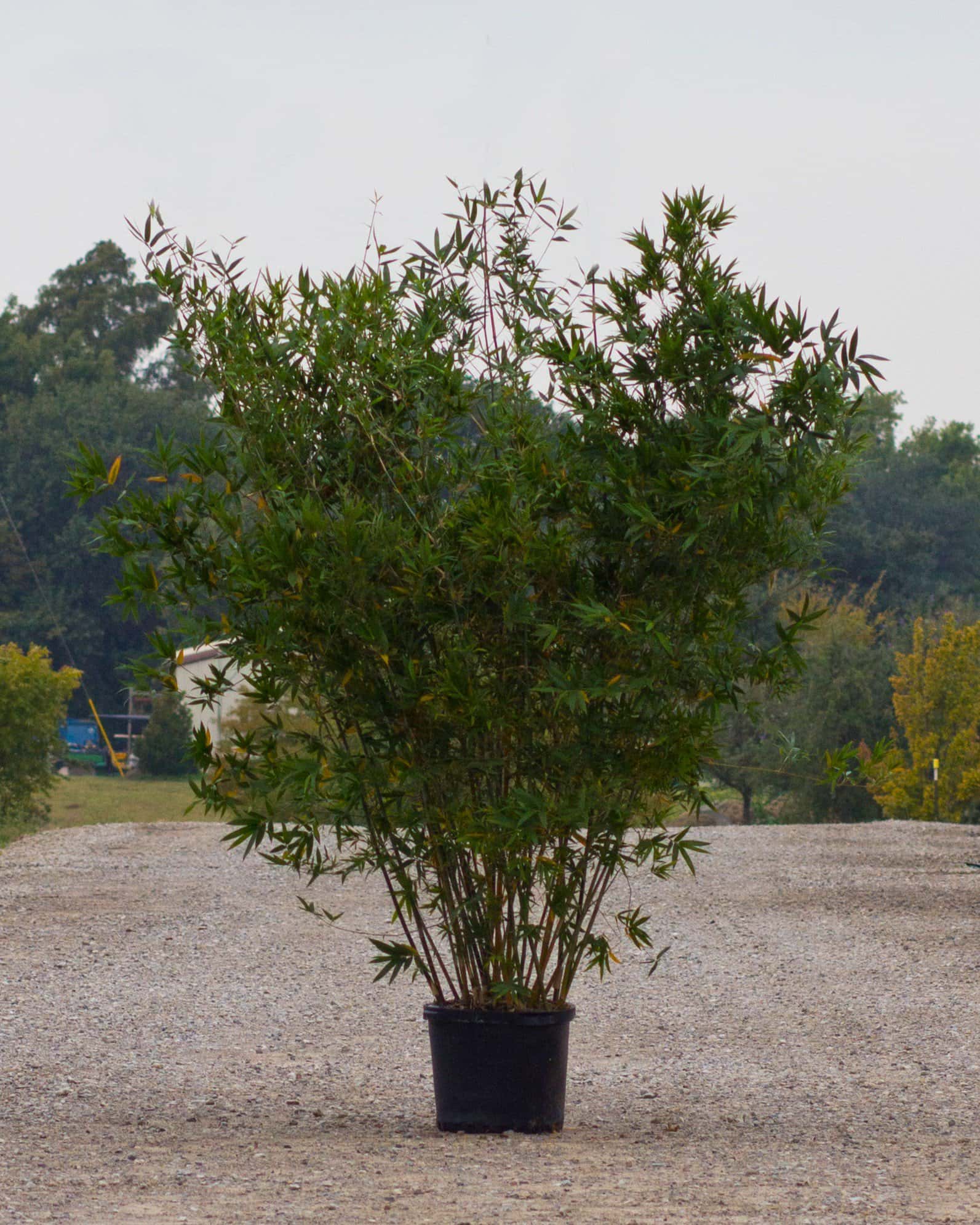 Seabreeze Bamboo - Image 6