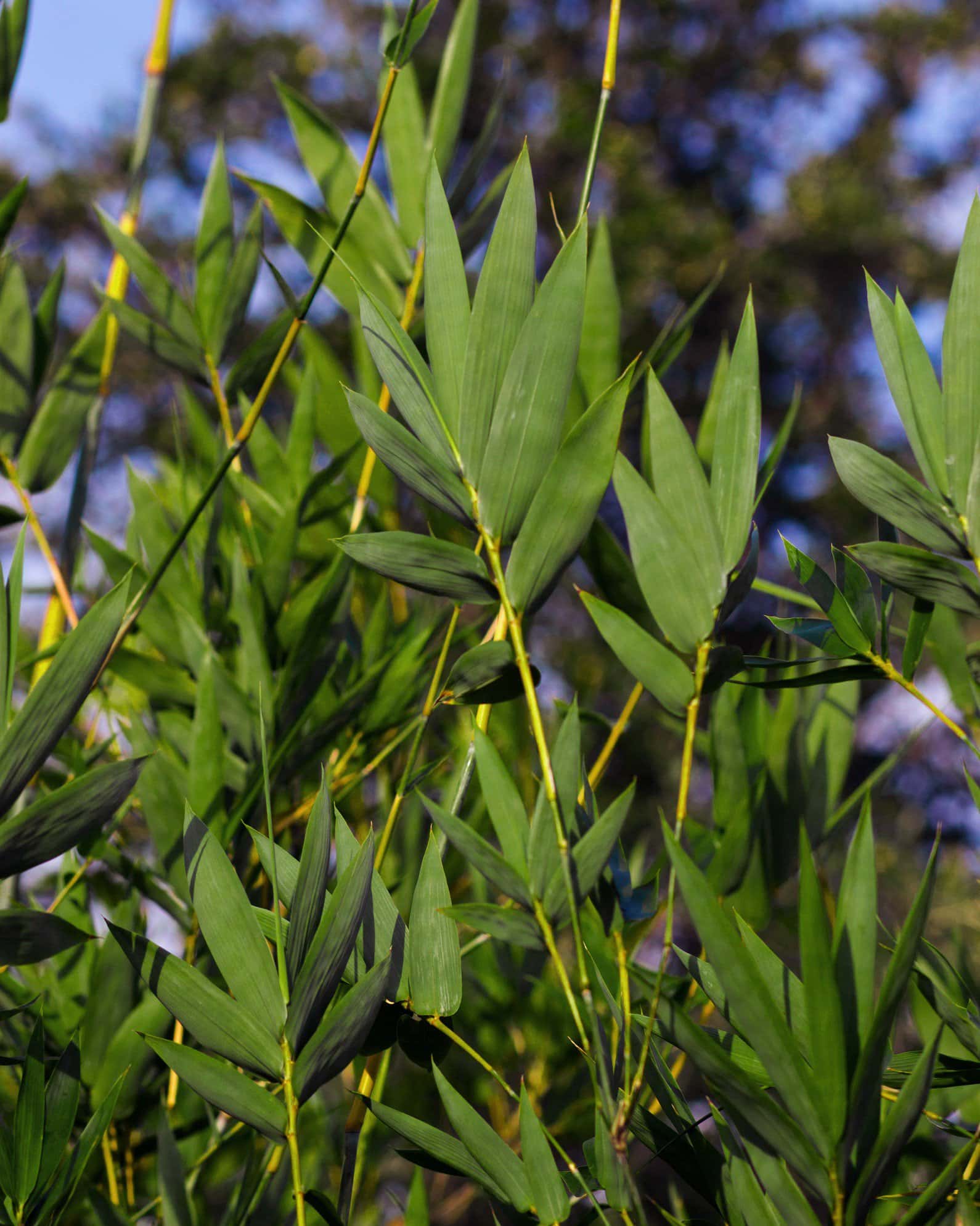 Seabreeze Bamboo - Image 7
