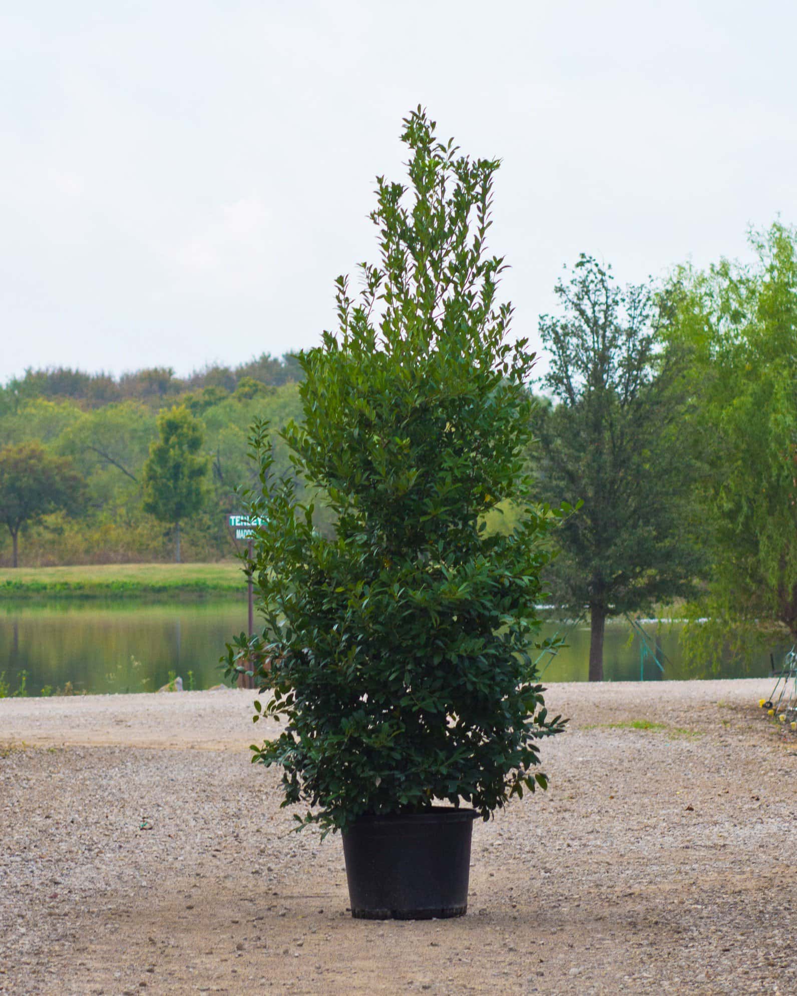 Eagleston Holly Full to Ground - Main Image