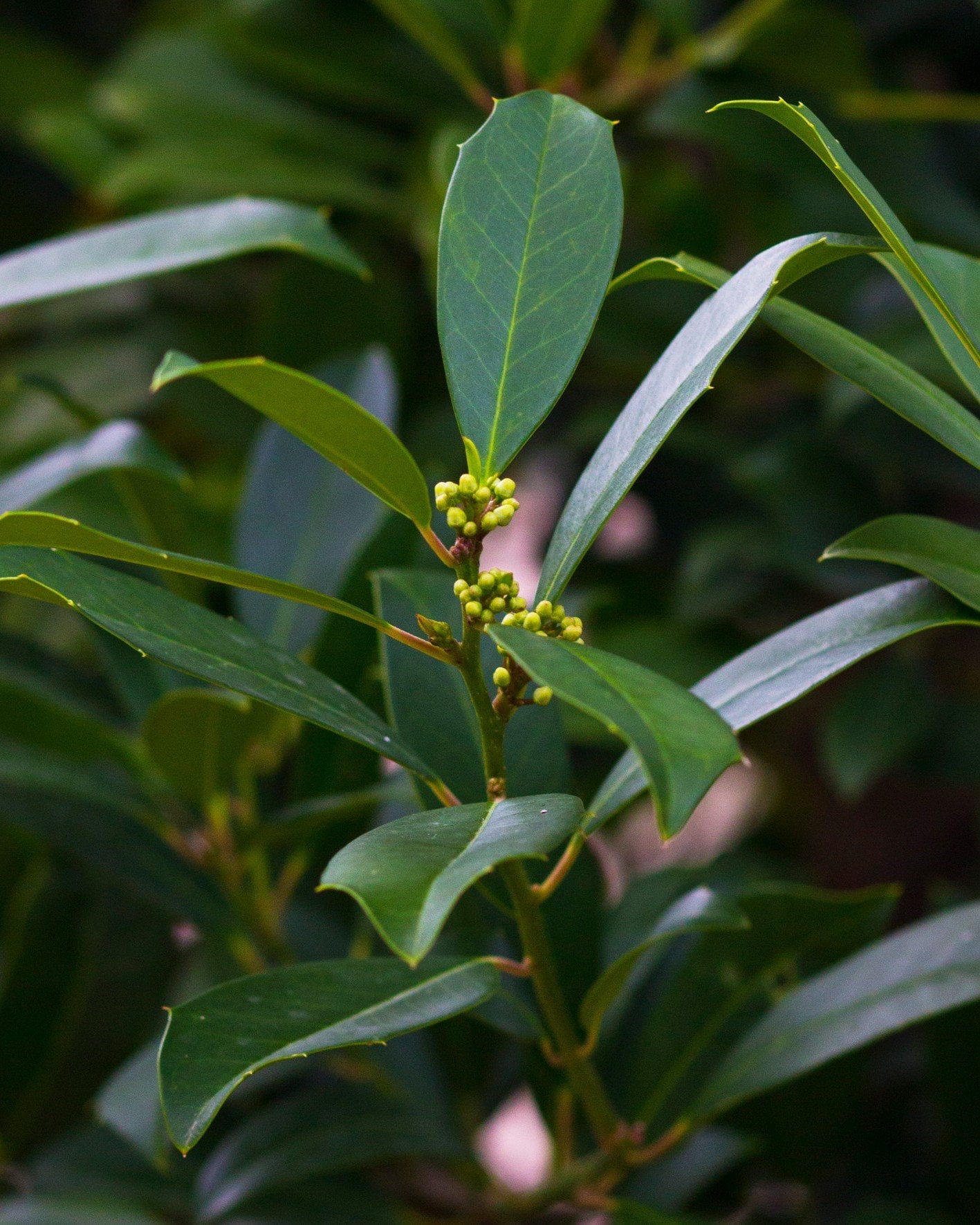 Eagleston Holly Full to Ground - Image 1