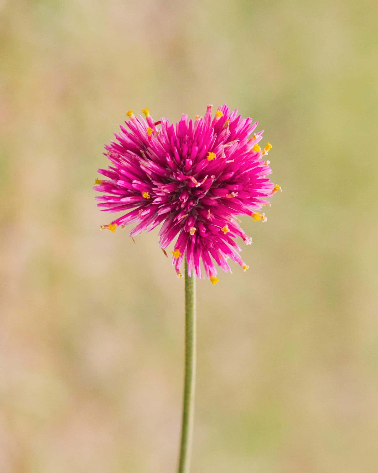 Fireworks Gomphrena - Image 2