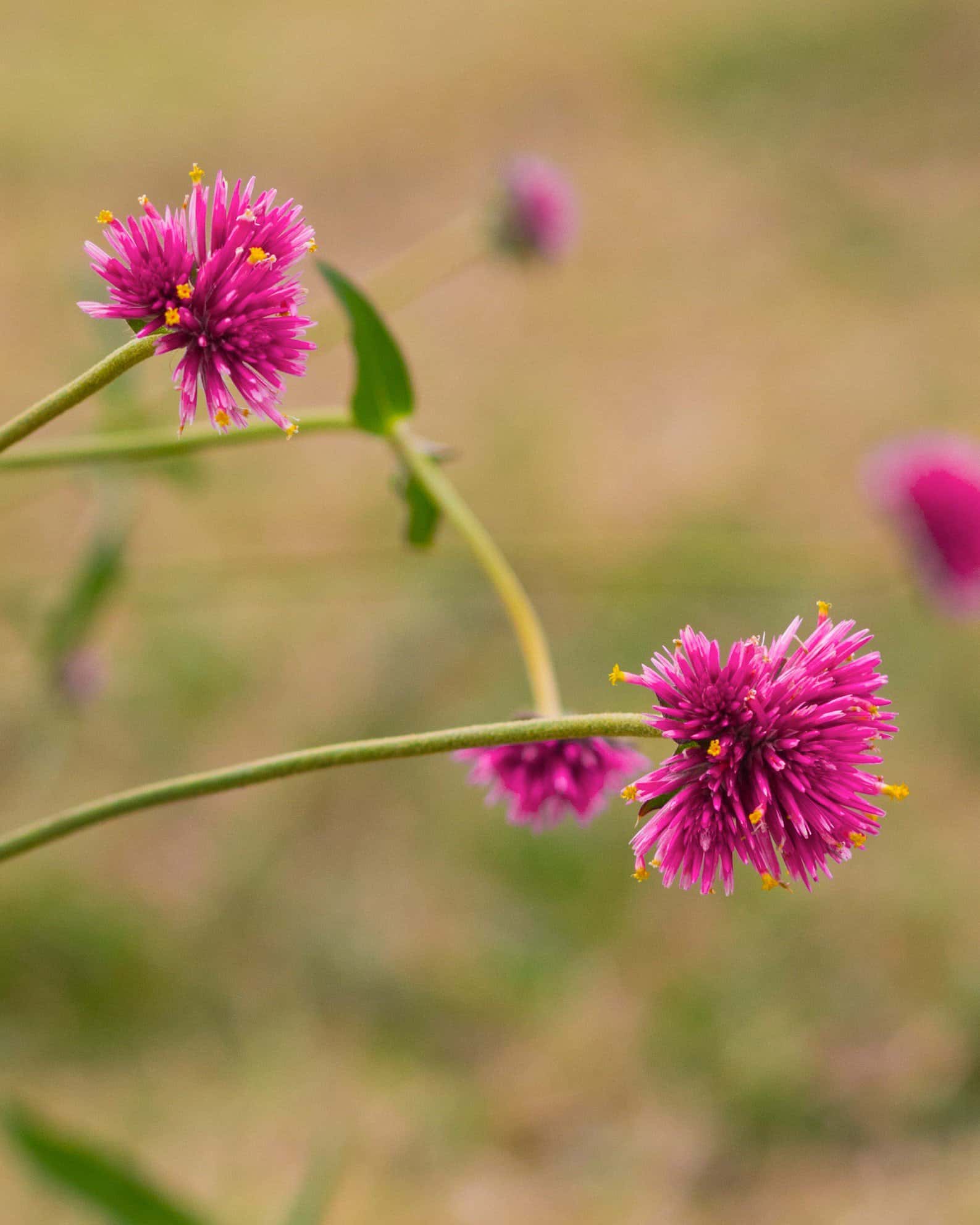 Fireworks Gomphrena - Image 3