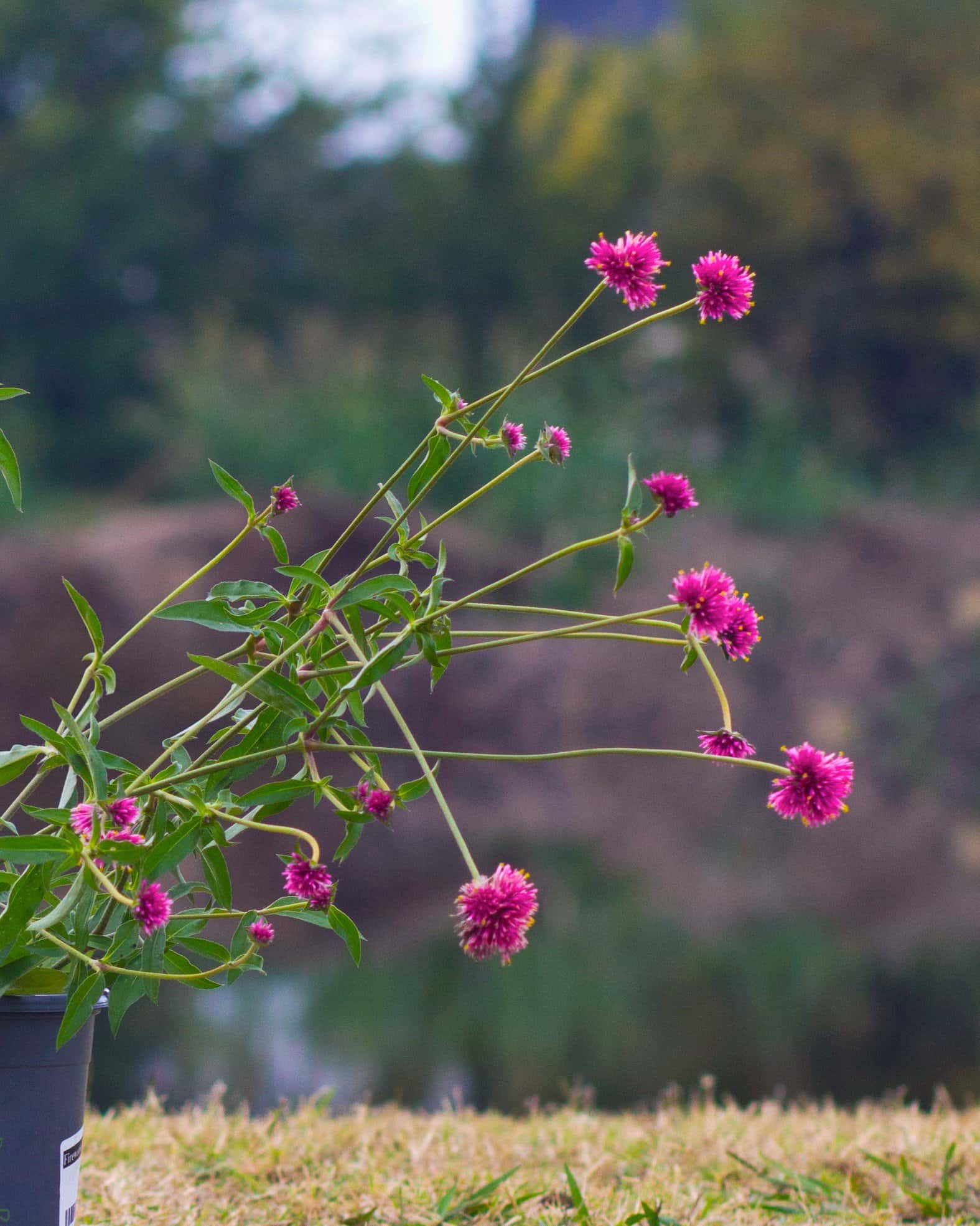 Fireworks Gomphrena - Image 4