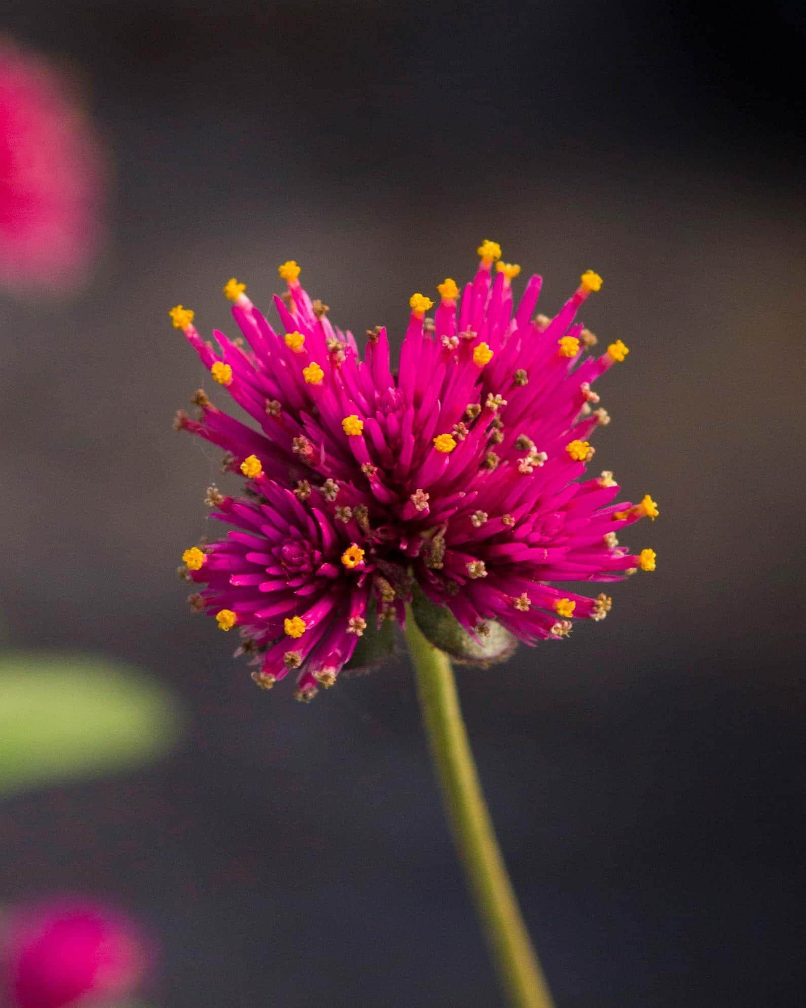 Fireworks Gomphrena - Image 5