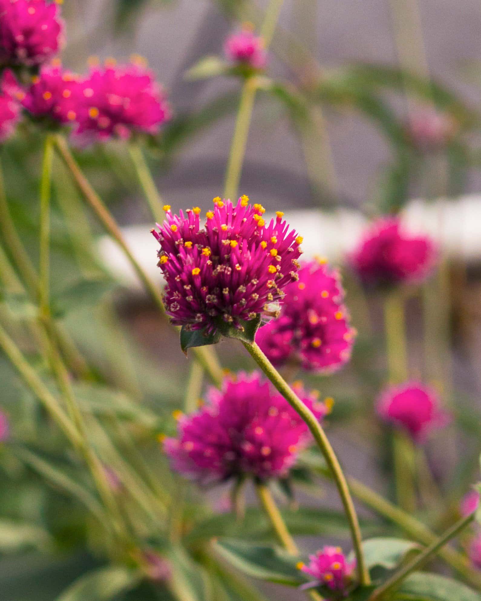 Fireworks Gomphrena - Image 6