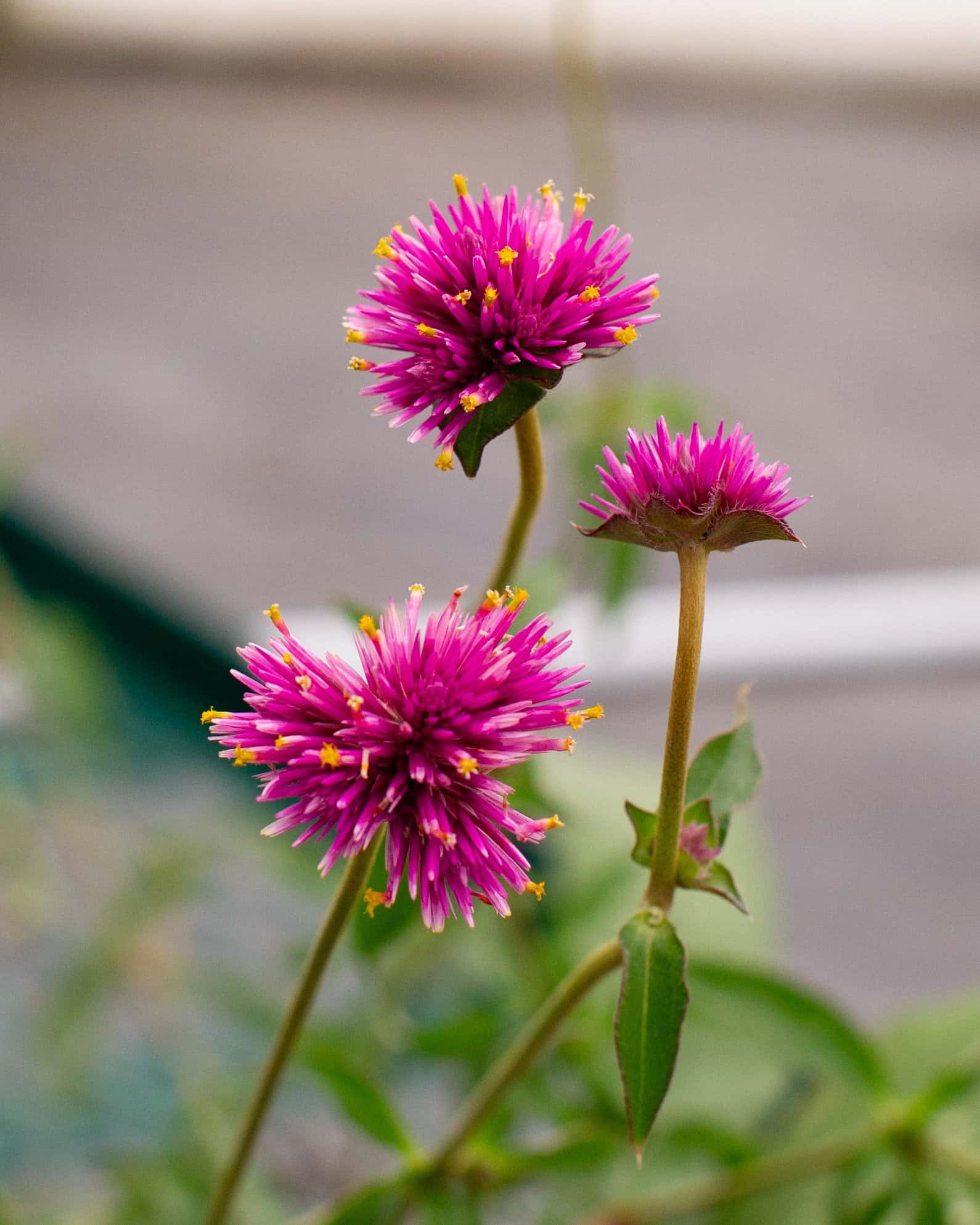 Fireworks Gomphrena - Image 7