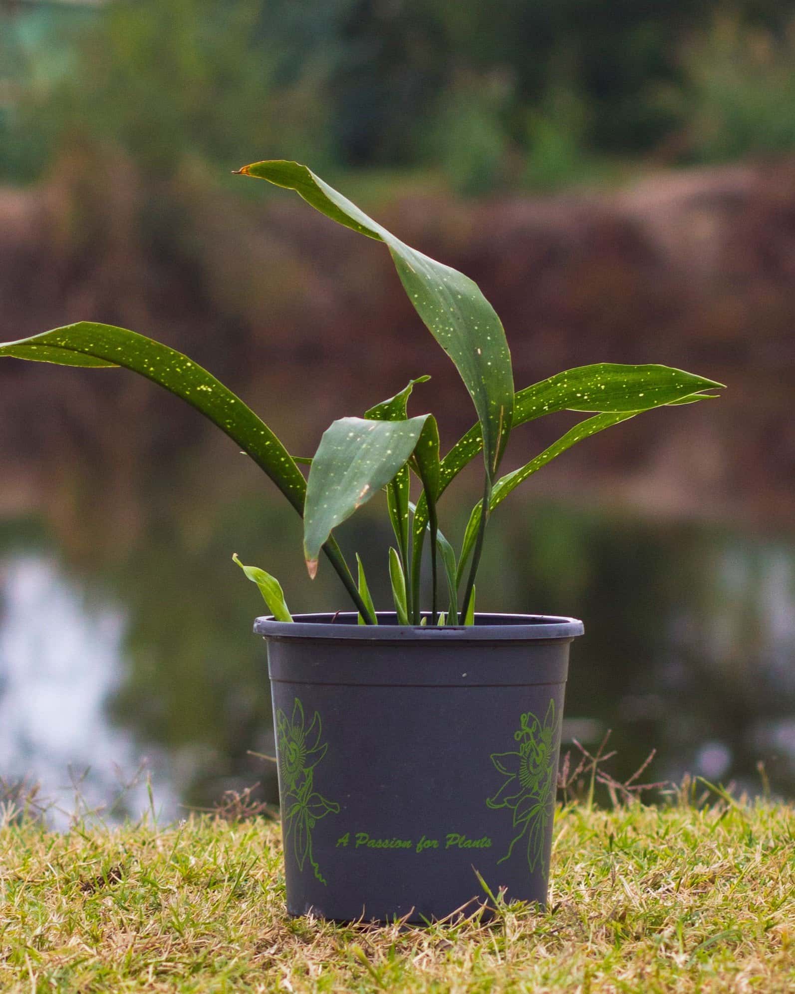 Milky Way Cast Iron - Image 2