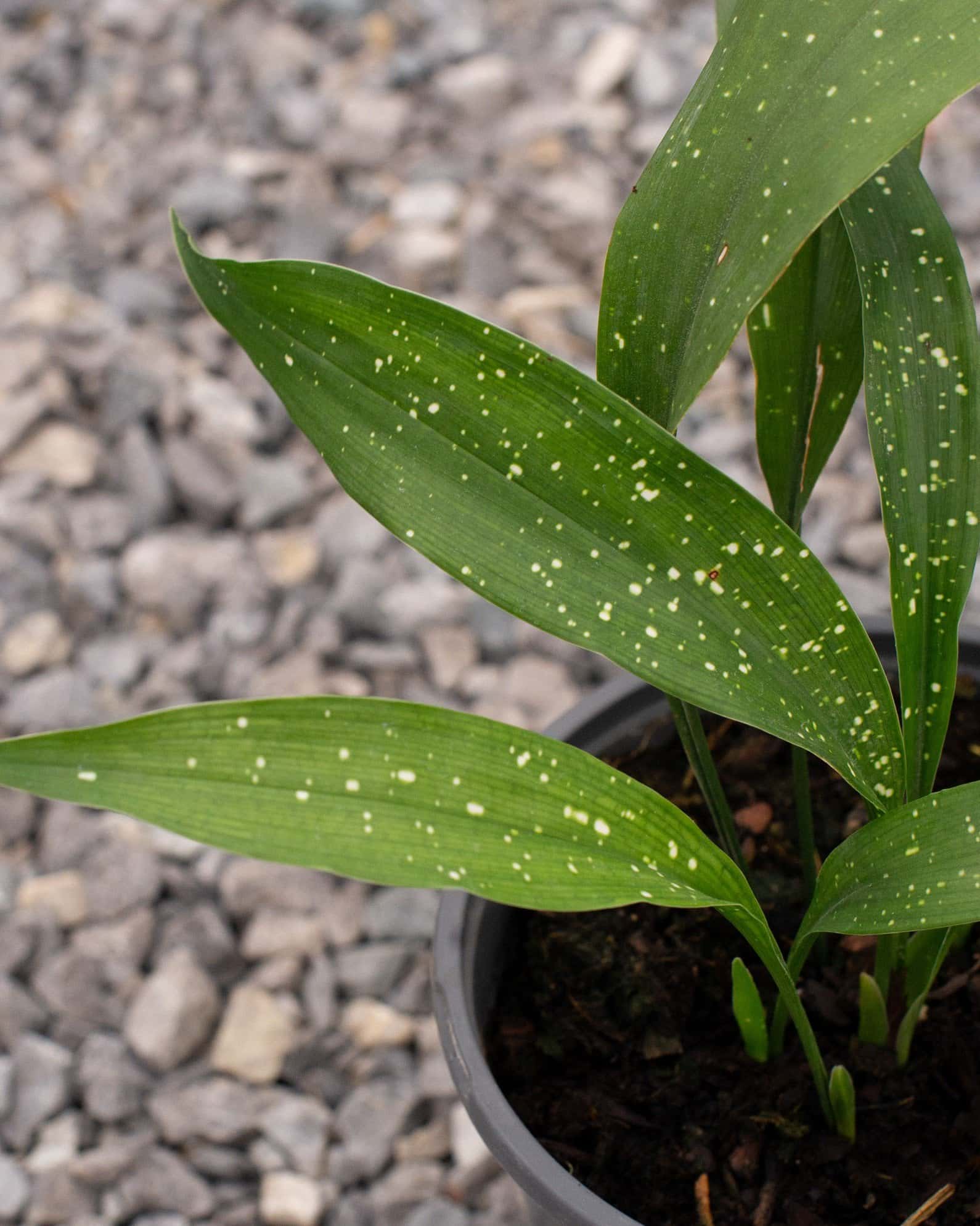 Milky Way Cast Iron - Image 3