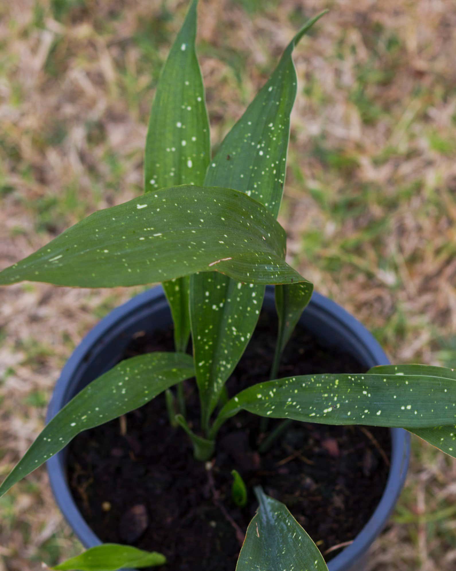 Milky Way Cast Iron - Image 4
