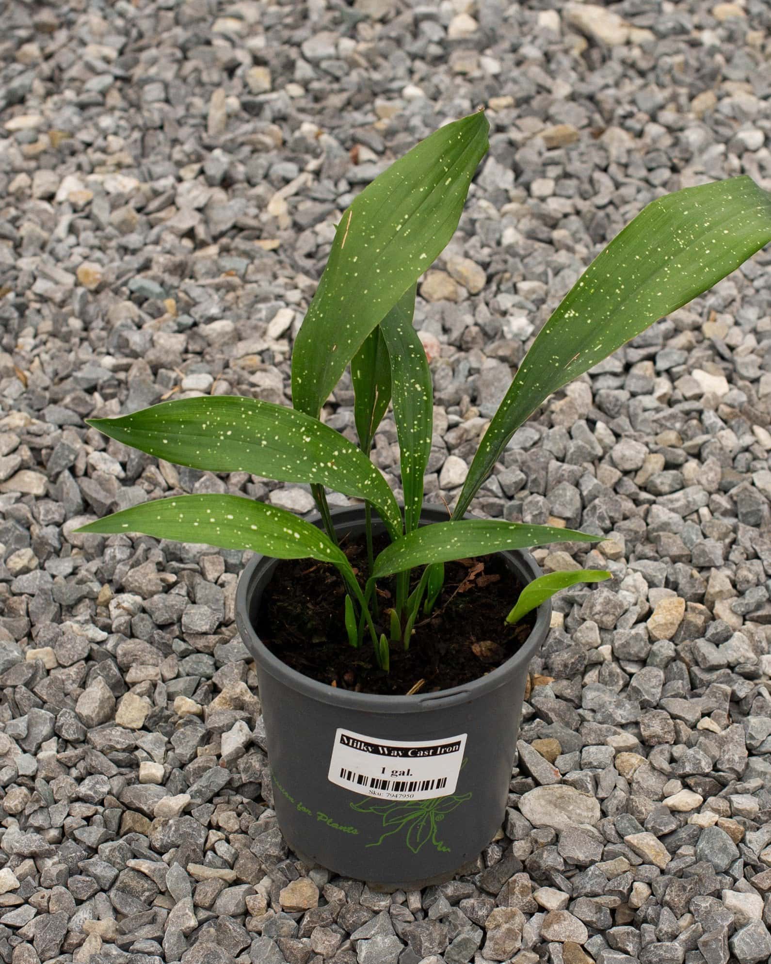 Milky Way Cast Iron - Image 5