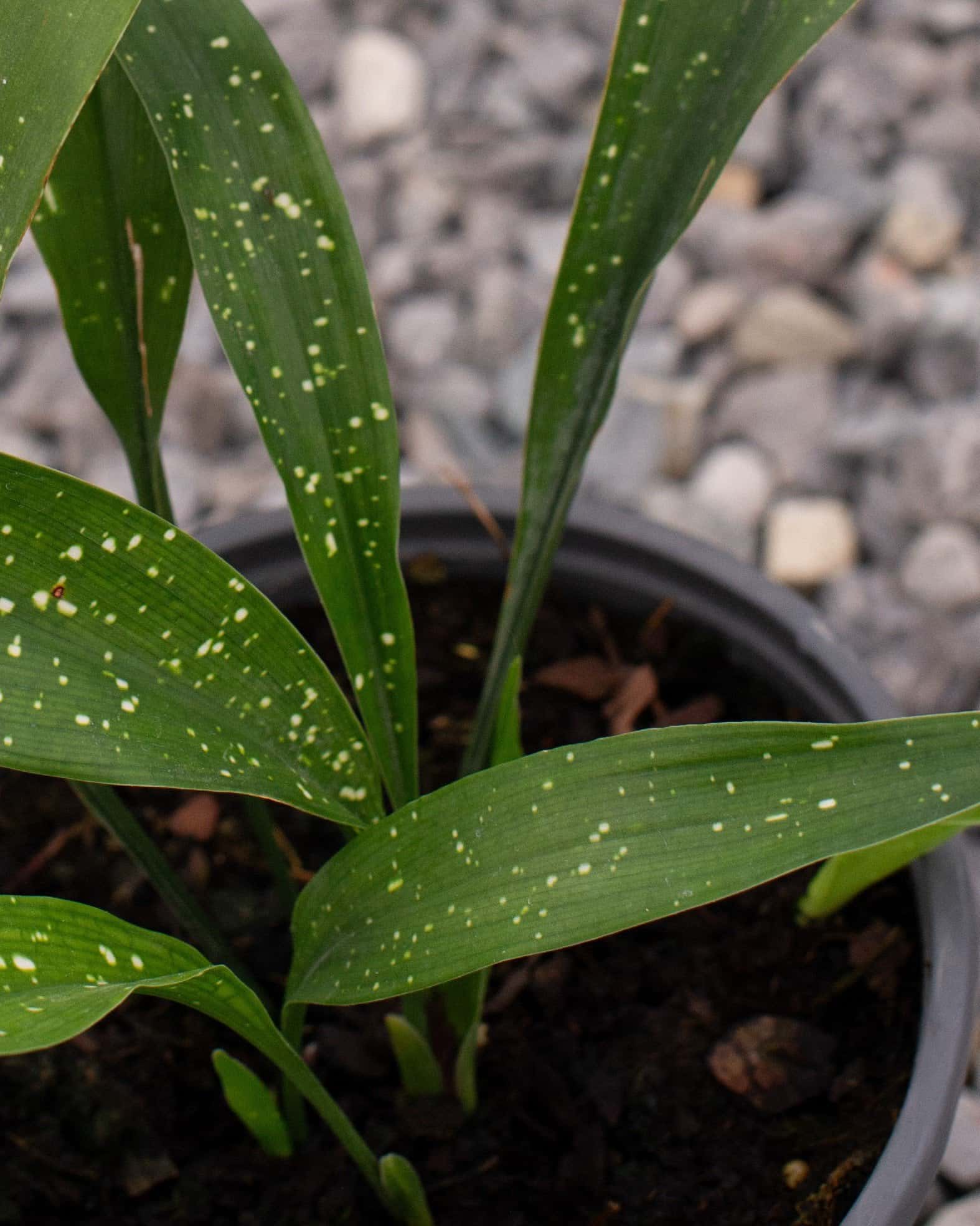 Milky Way Cast Iron - Image 7