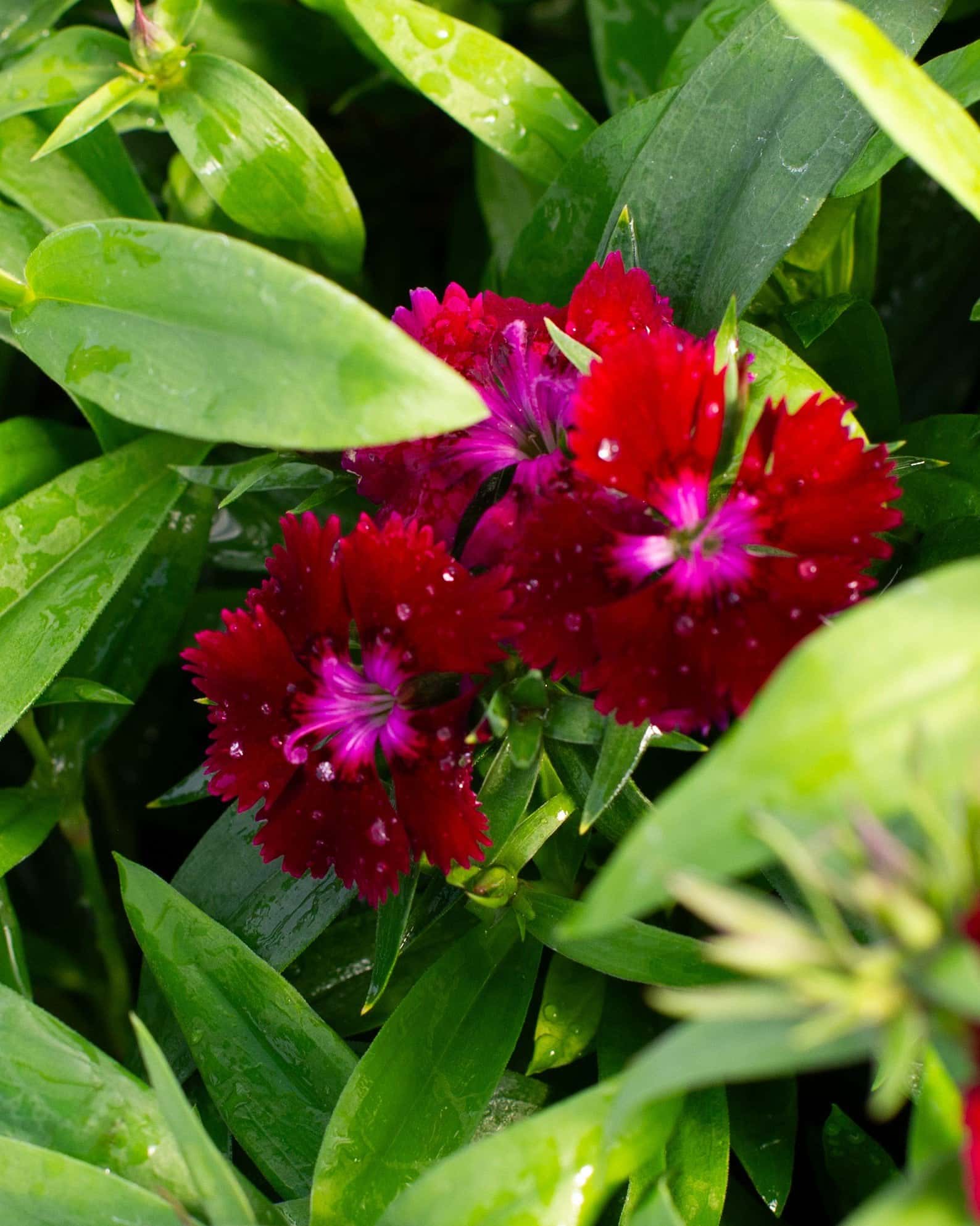 Floral Lace Purple Dianthus - Main Image