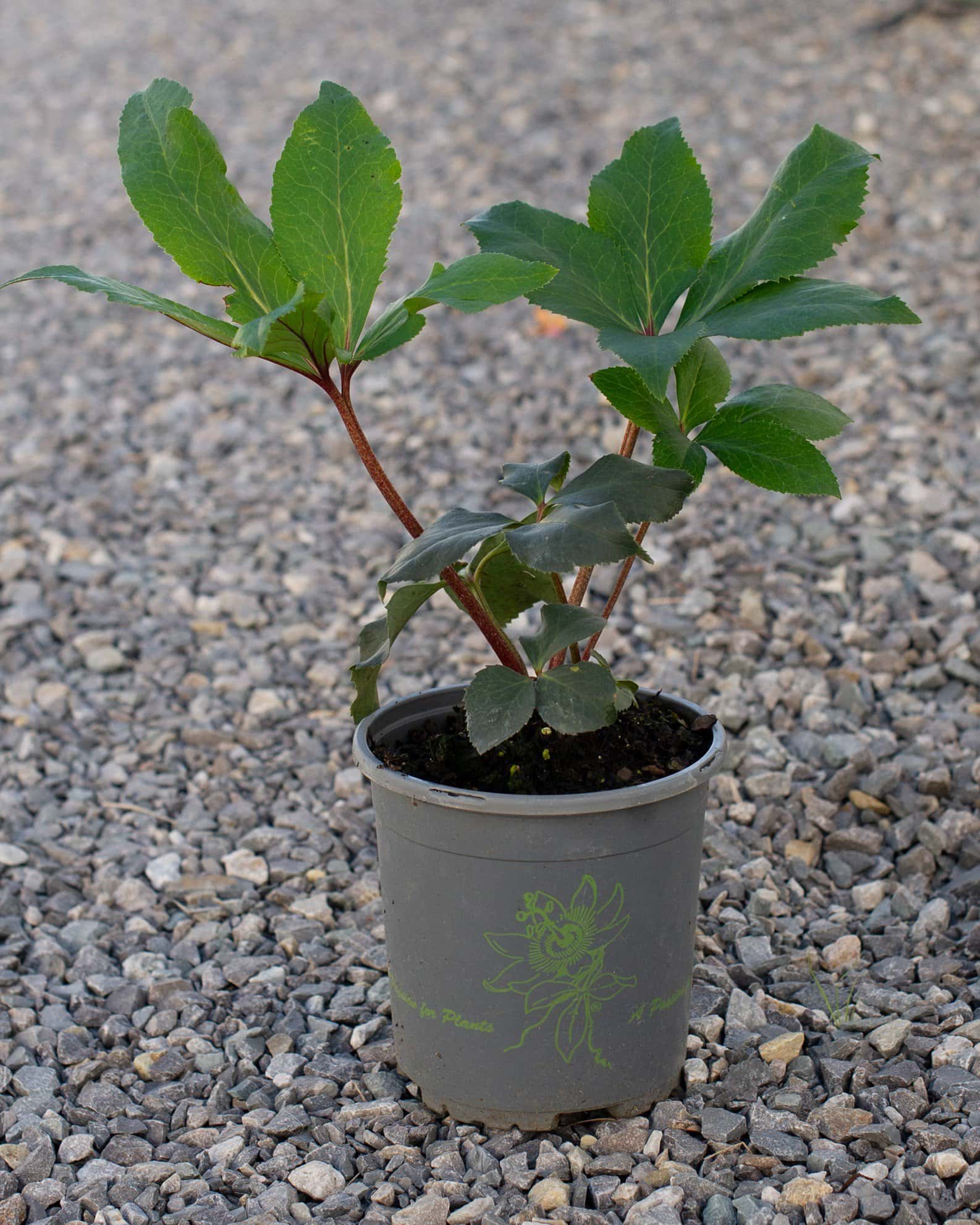 Ice N' Roses White Helleborus - Image 2