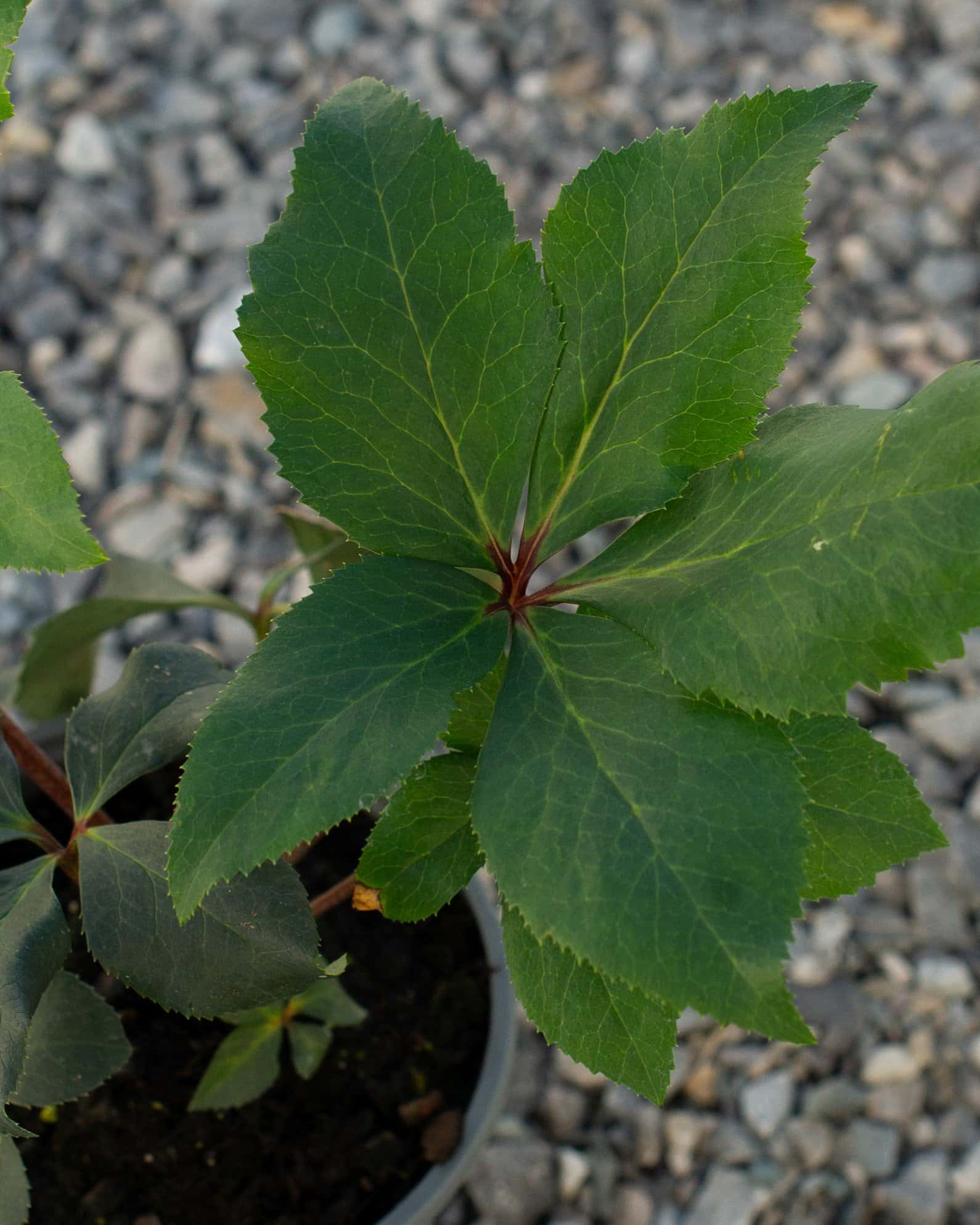 Ice N' Roses White Helleborus - Image 4