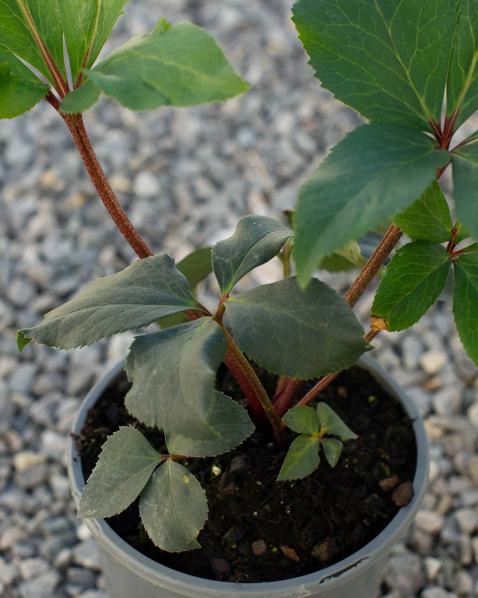 Ice N' Roses White Helleborus - Image 5