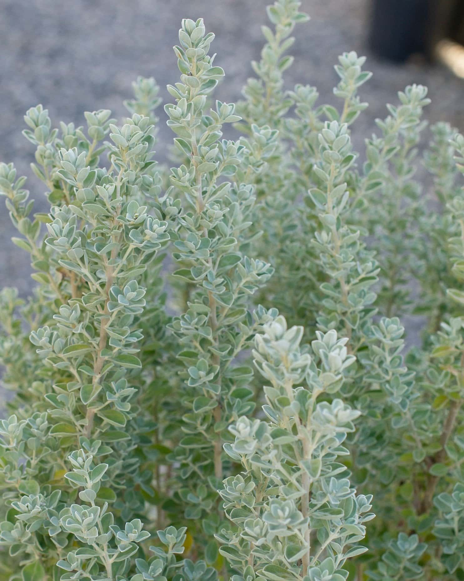 Laredo Texas Sage - Main Image