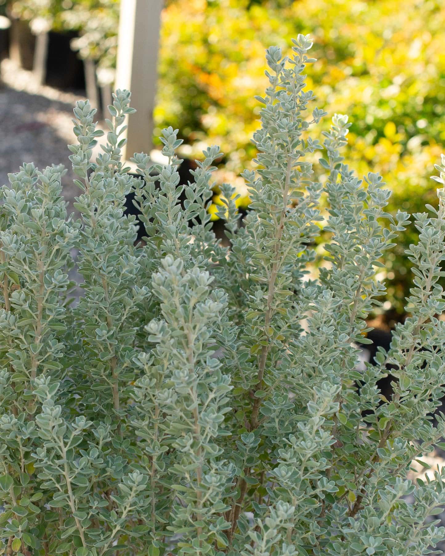 Laredo Texas Sage - Image 1