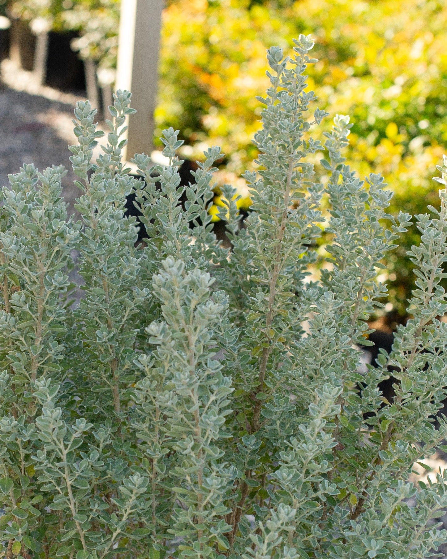Laredo Texas Sage - view 2