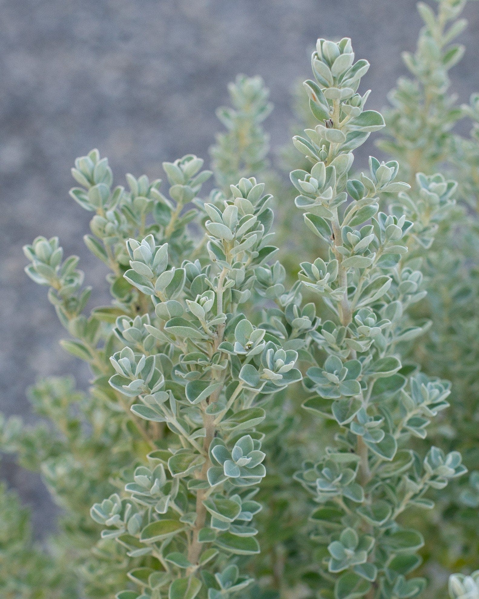 Laredo Texas Sage - view 3