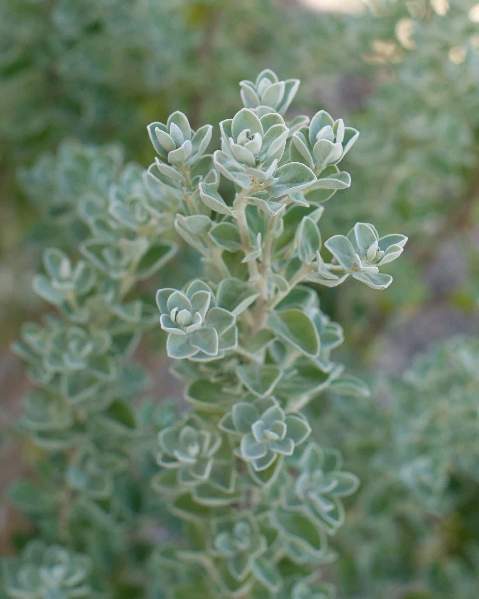 Laredo Texas Sage - Image 3