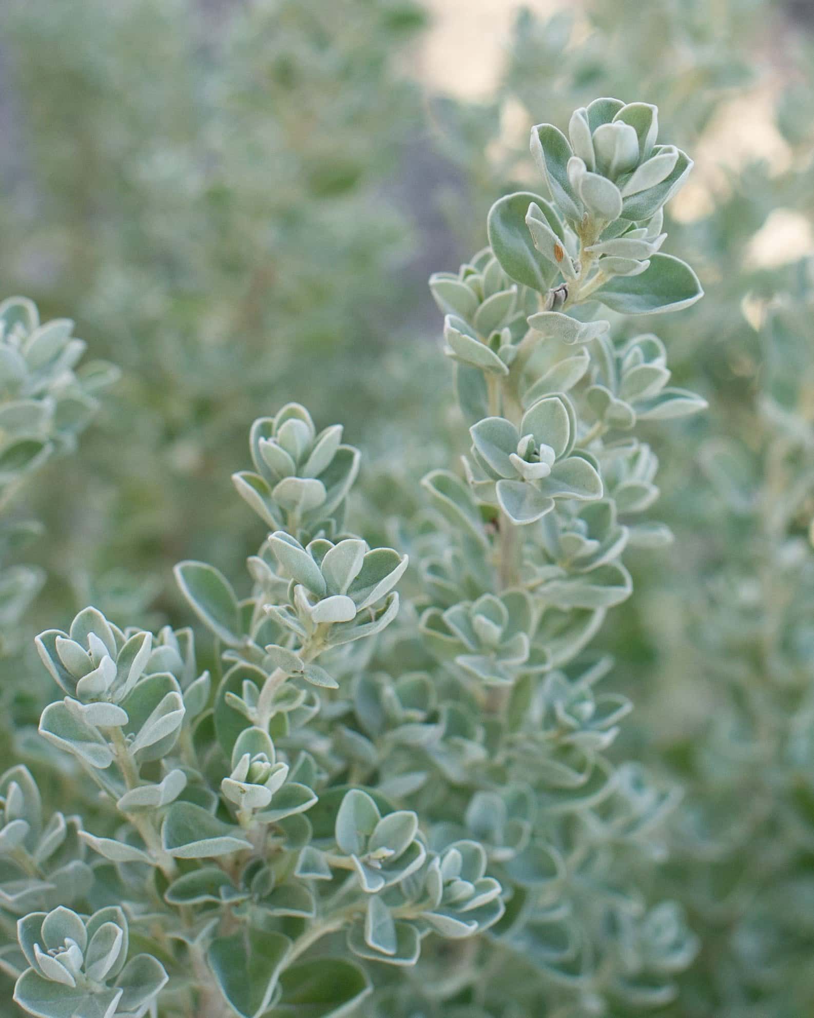 Laredo Texas Sage - Image 4