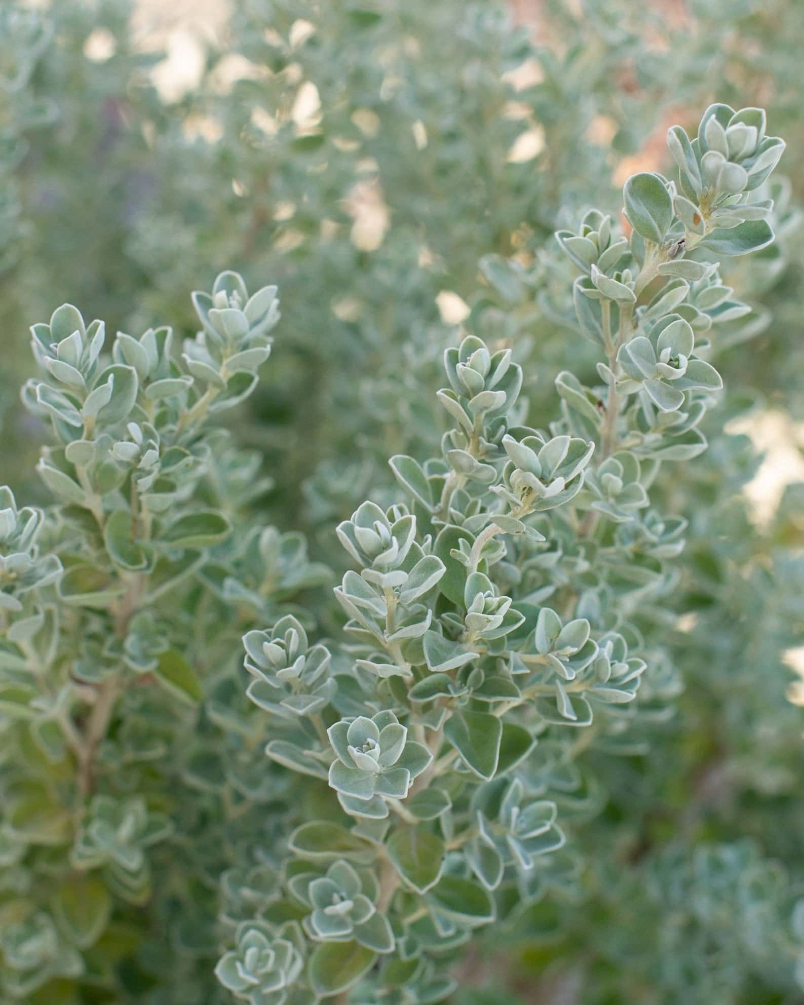 Laredo Texas Sage - Image 5