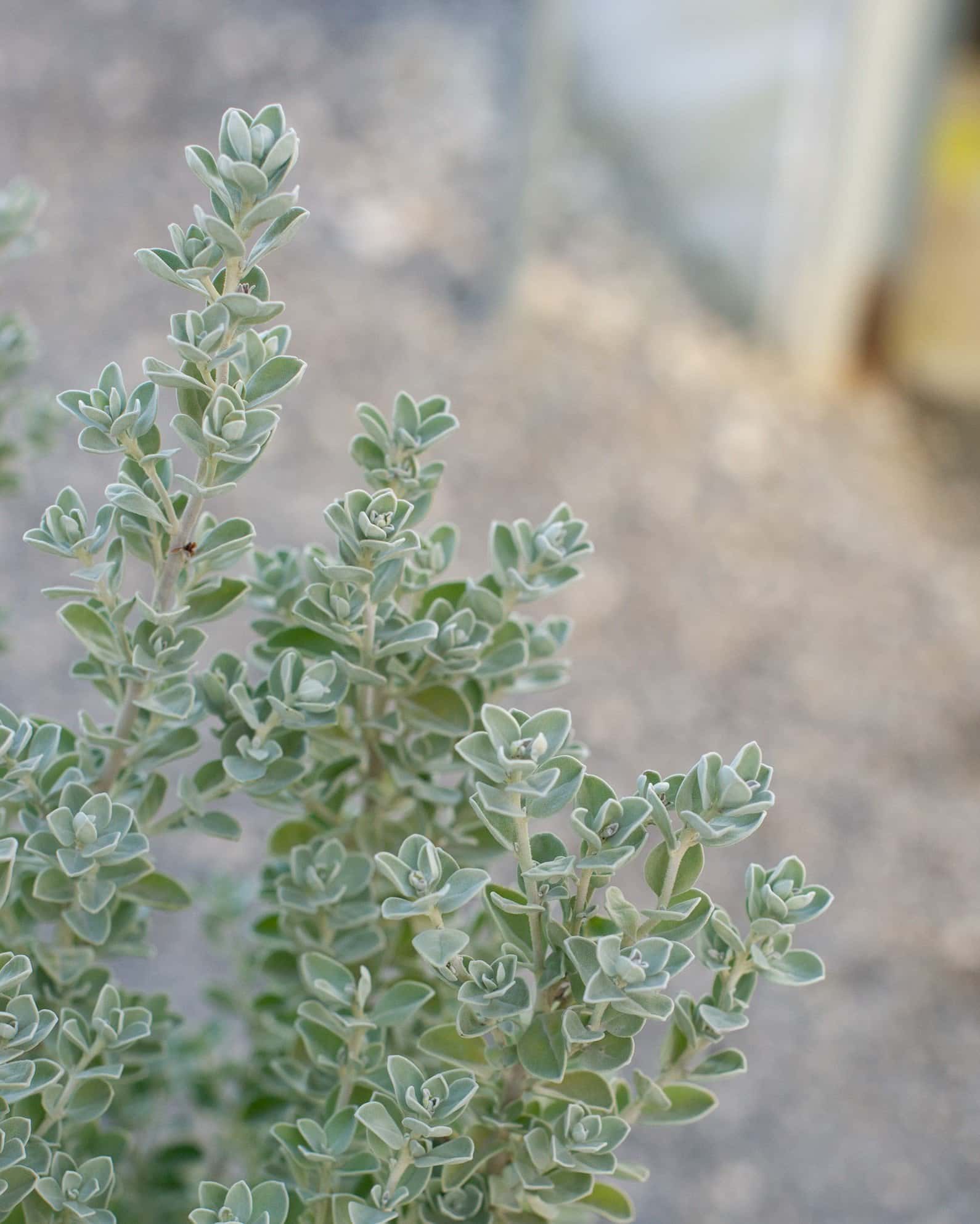 Laredo Texas Sage - Image 6