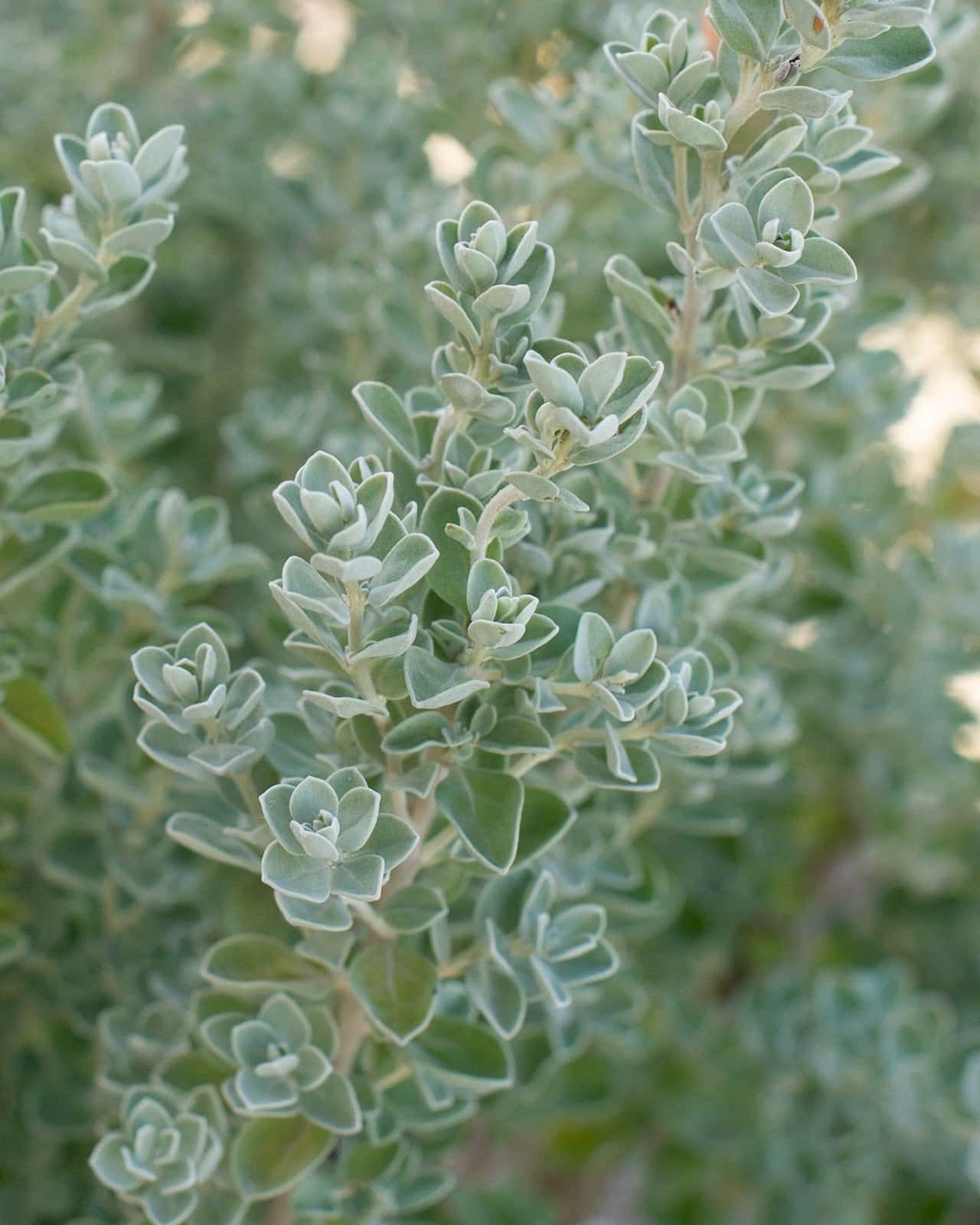 Laredo Texas Sage - Image 7