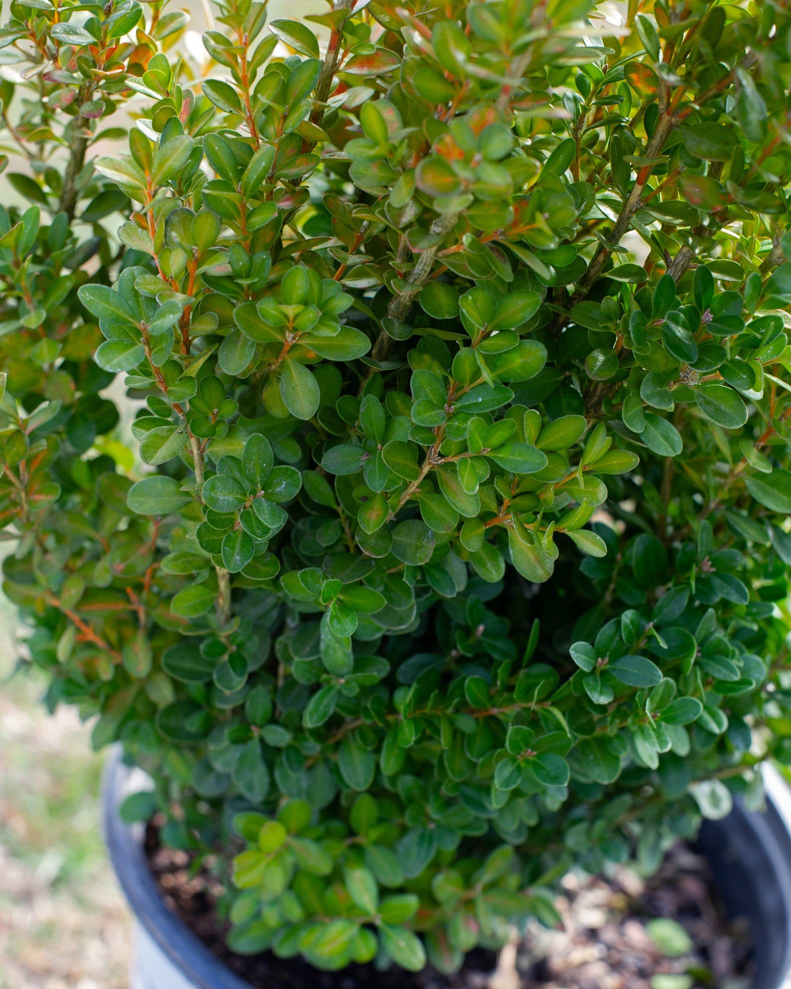Sprinter Boxwood - view 2