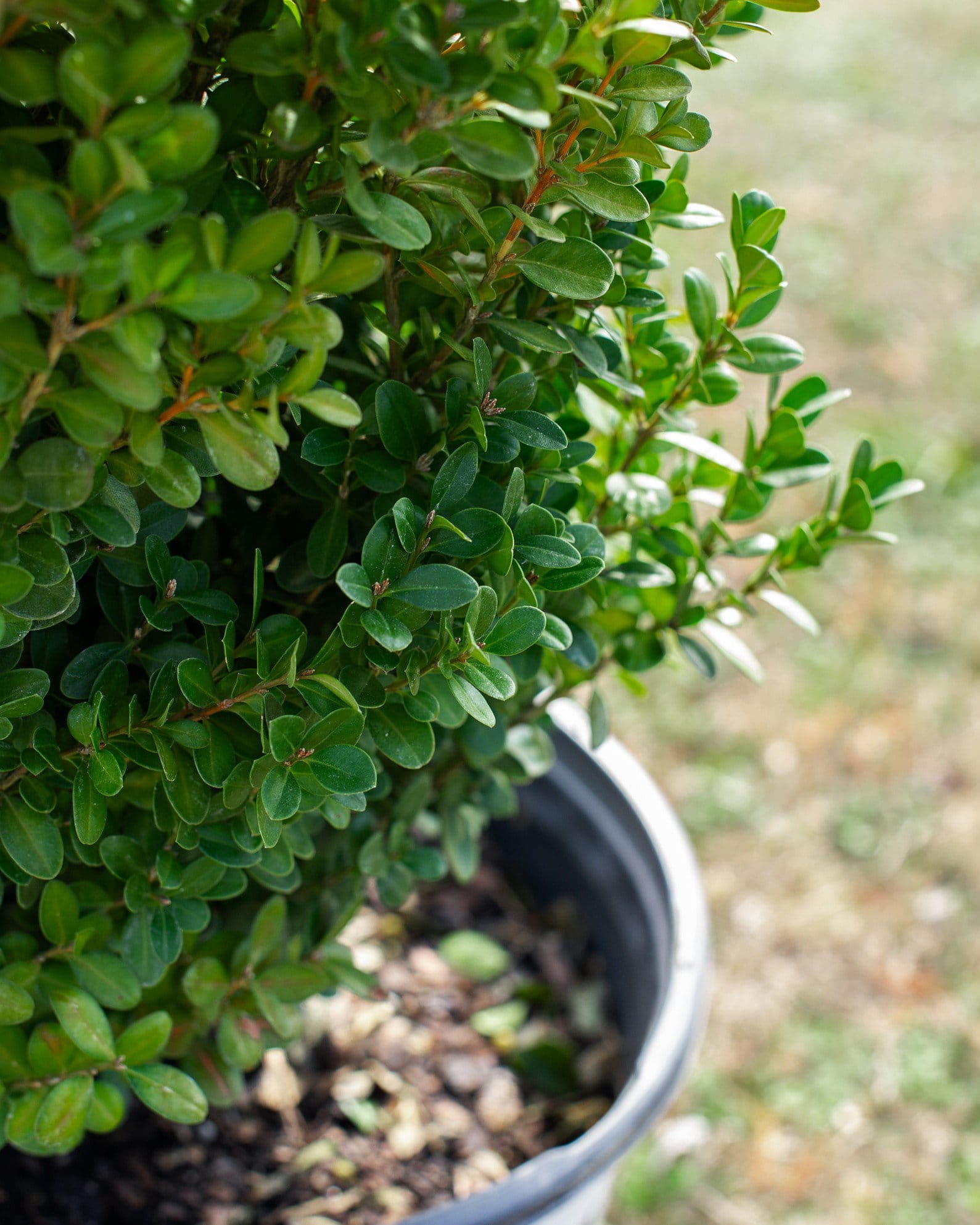 Sprinter Boxwood - view 3