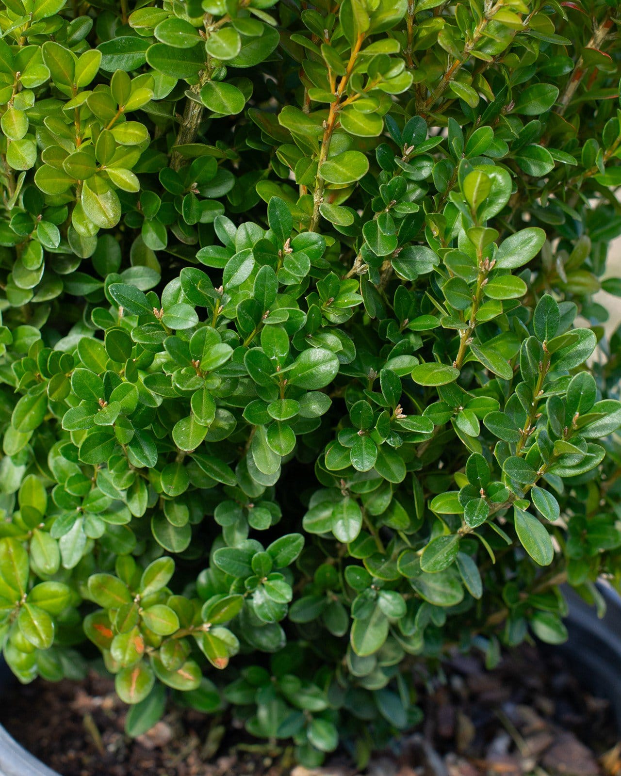 Sprinter Boxwood - view 4
