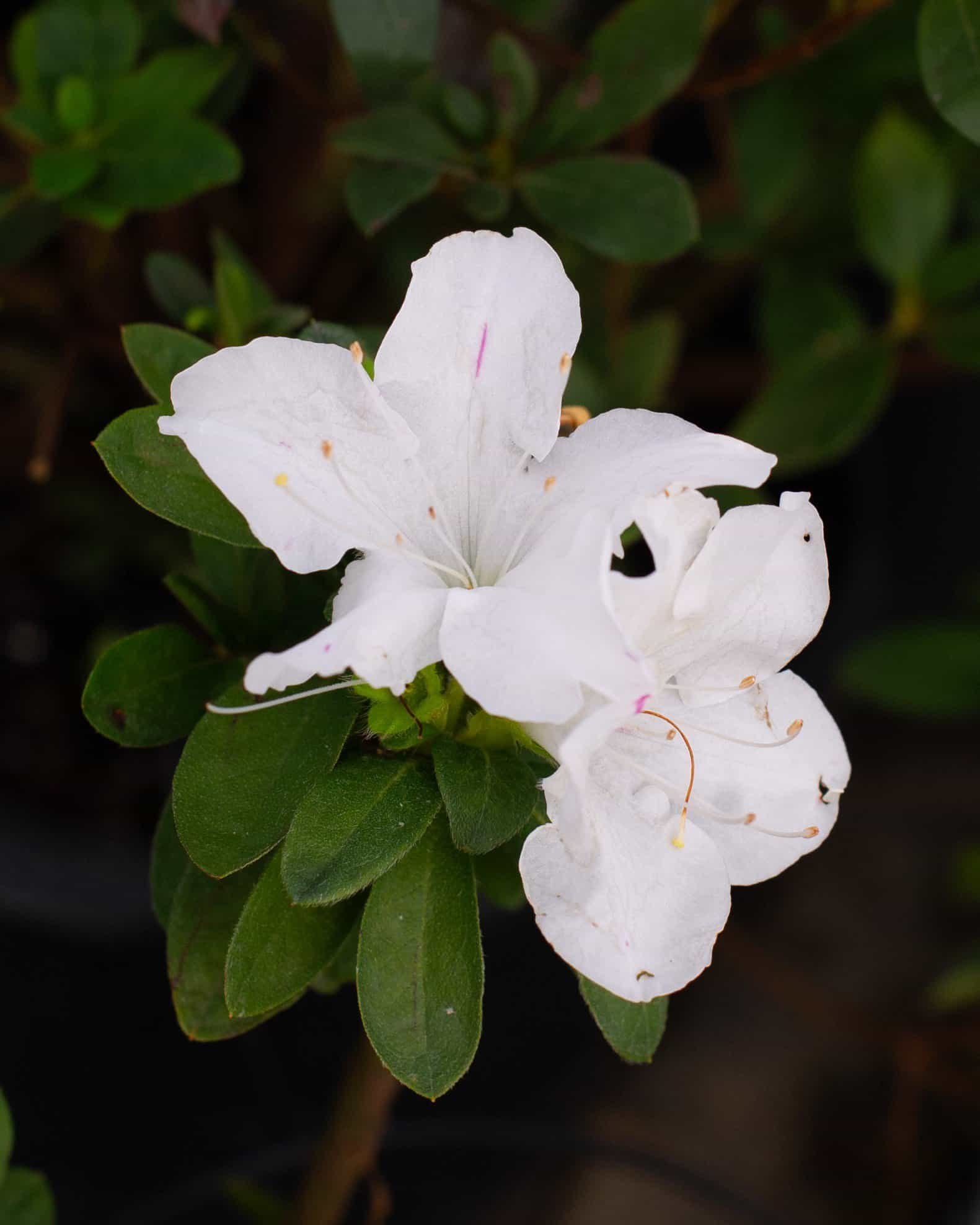 Encore Azalea Autumn Lily - view 4
