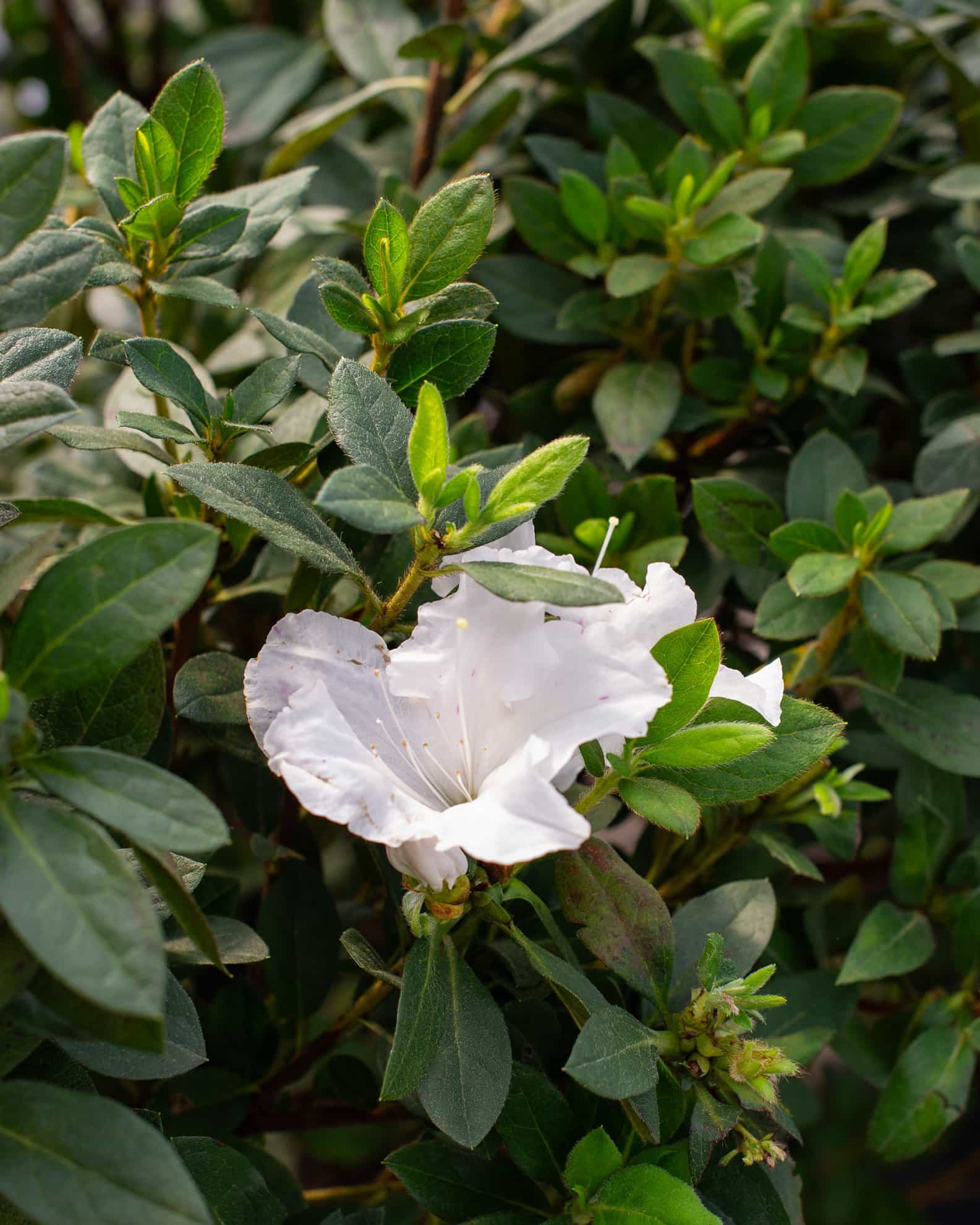 Encore Azalea Autumn Lily - view 5