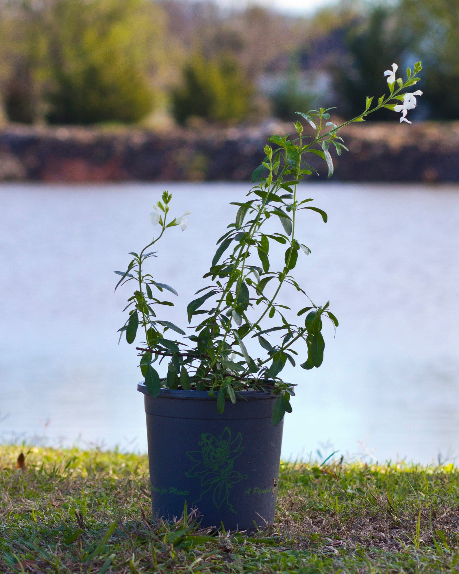 White Salvia Greggii - view 3
