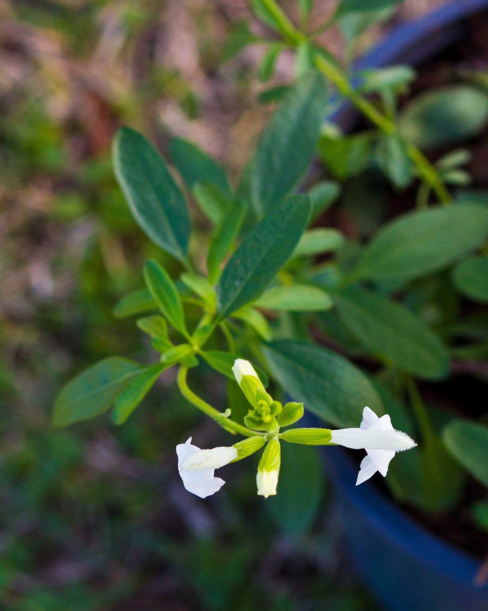 White Salvia Greggii - view 4