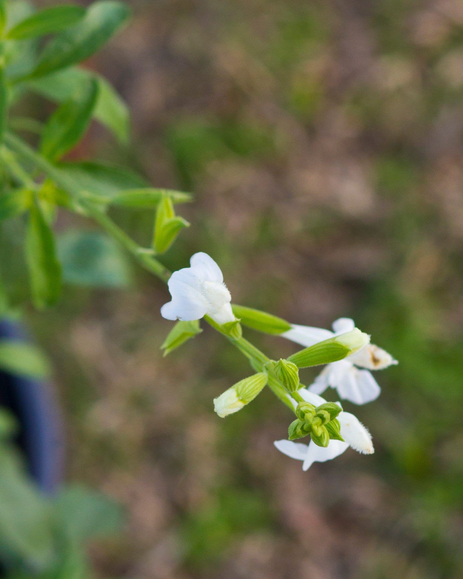 White Salvia Greggii - view 5