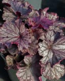 Northern Exposure Purple Heuchera thumbnail 1