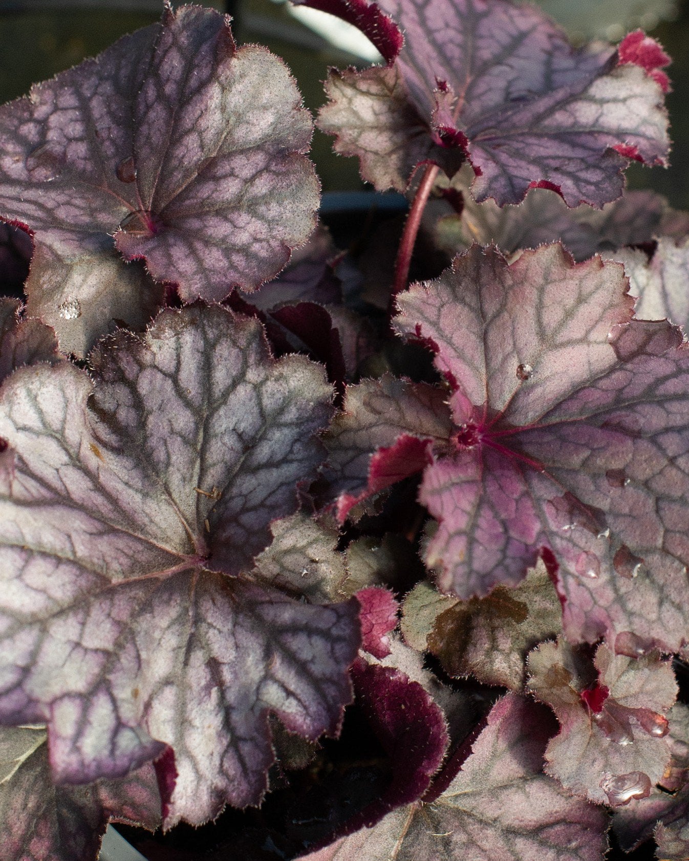Northern Exposure Purple Heuchera - Image 1