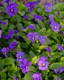 Penny Blue Viola thumbnail 1