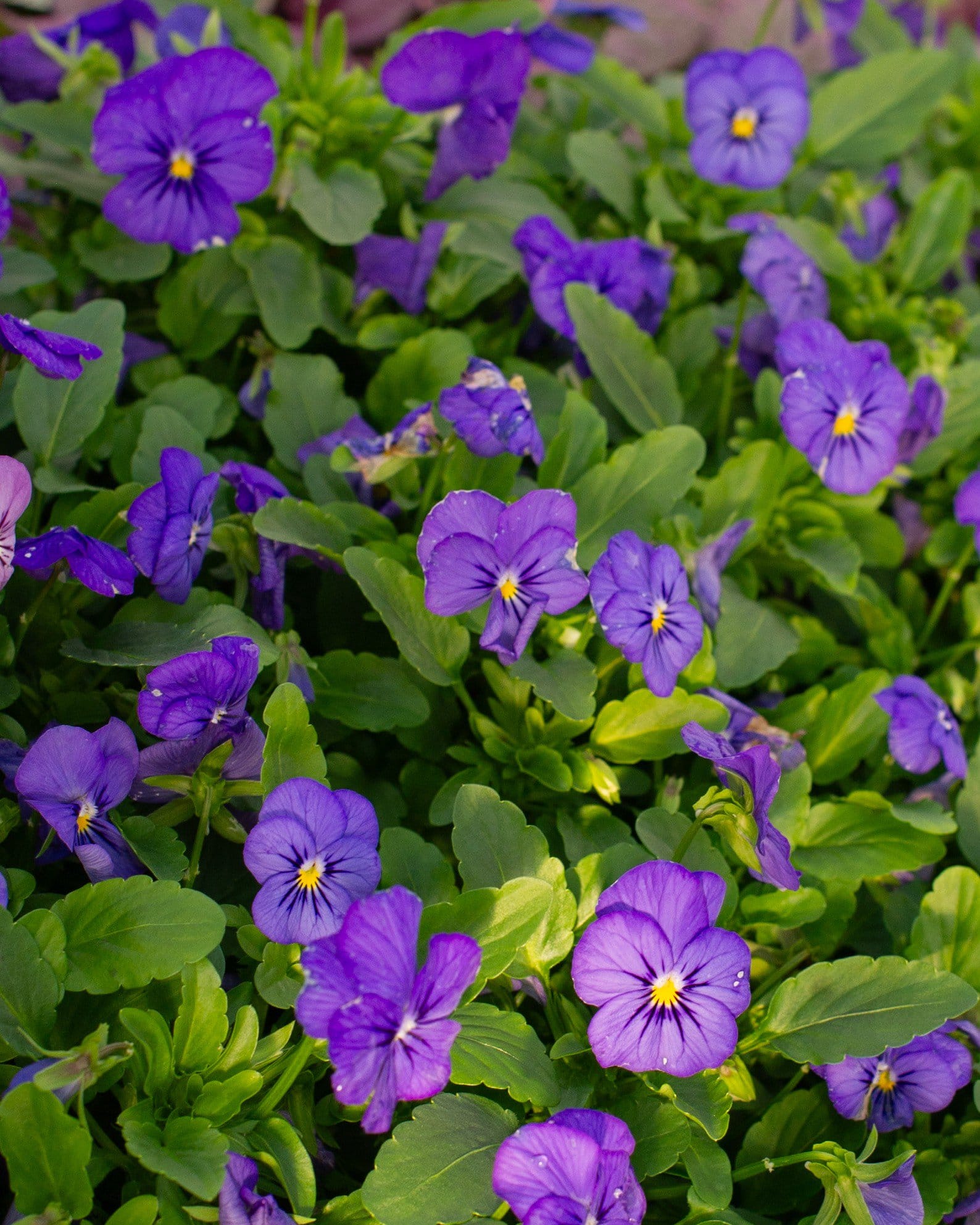 Penny Blue Viola - Main Image