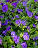 Penny Blue Viola thumbnail 8