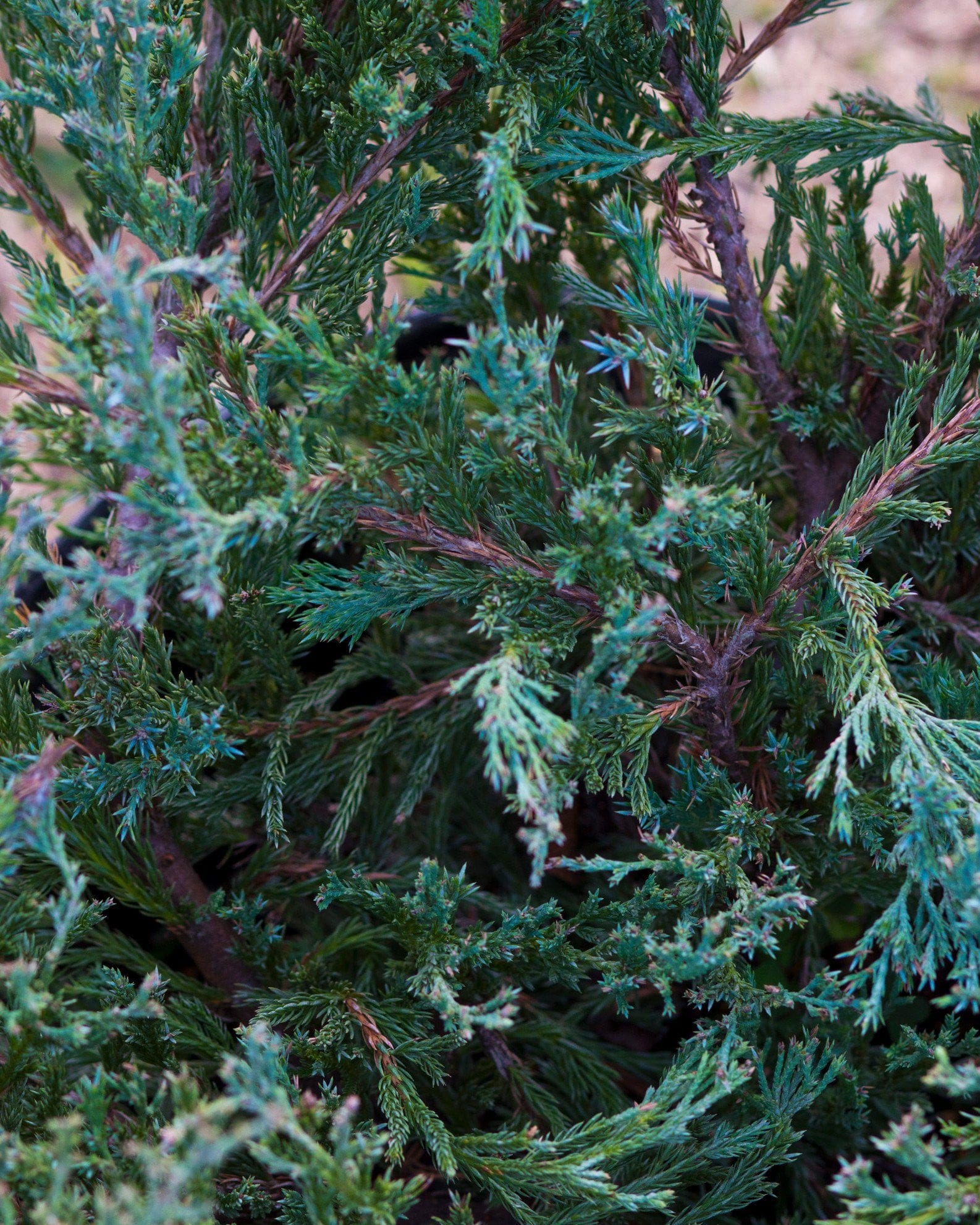 Andorra Juniper - view 4