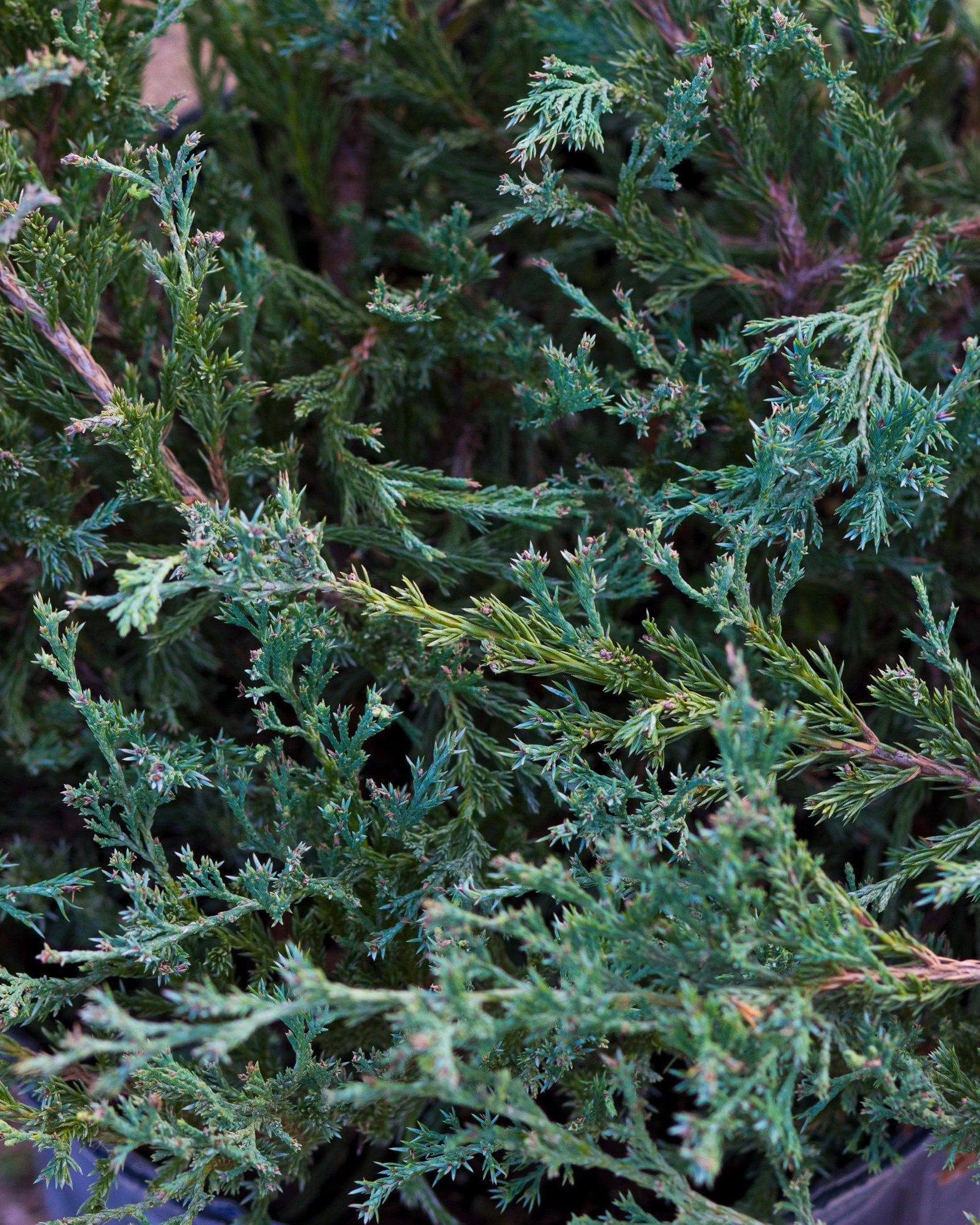 Andorra Juniper - view 5