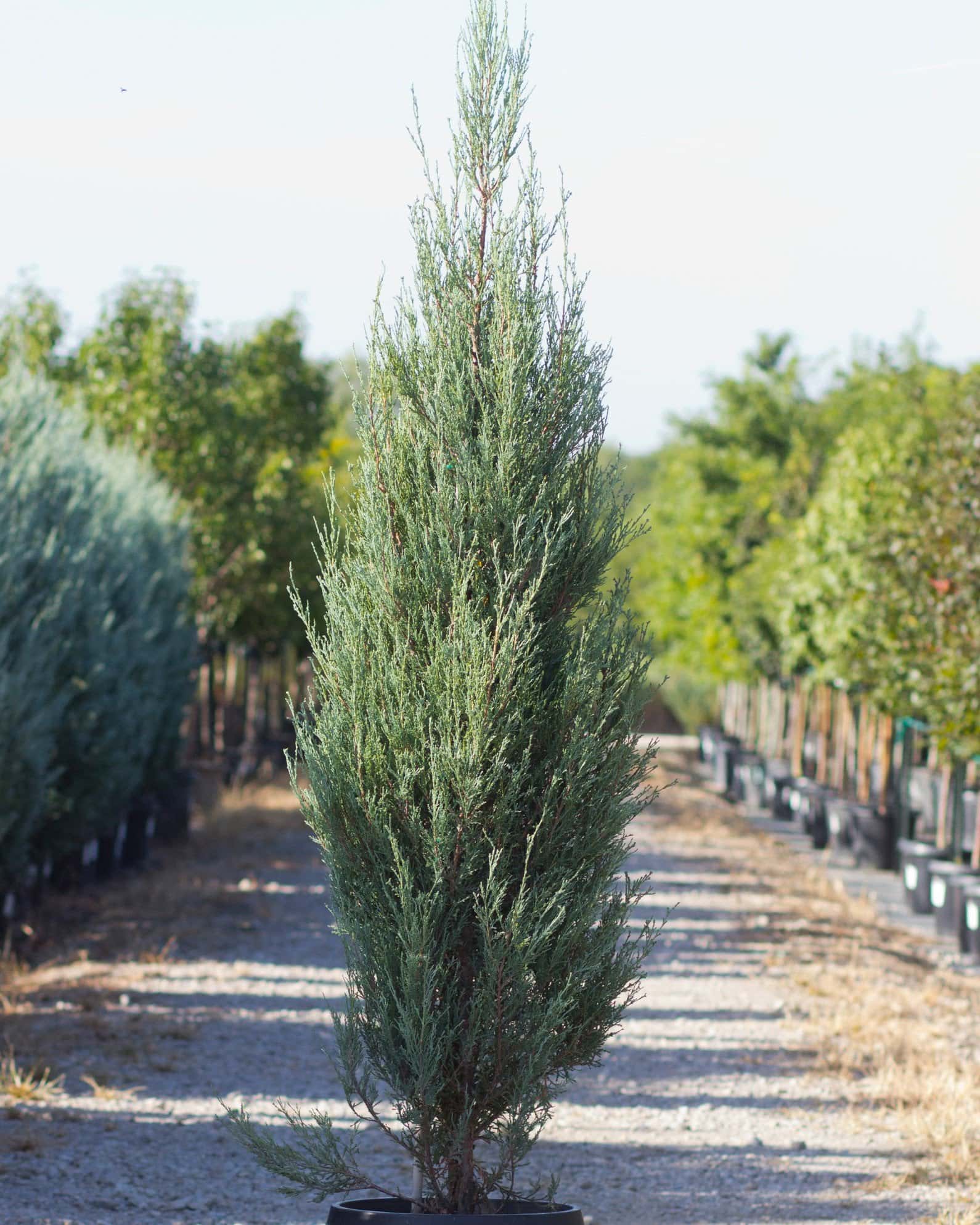 Blue Arrow Juniper - Main Image